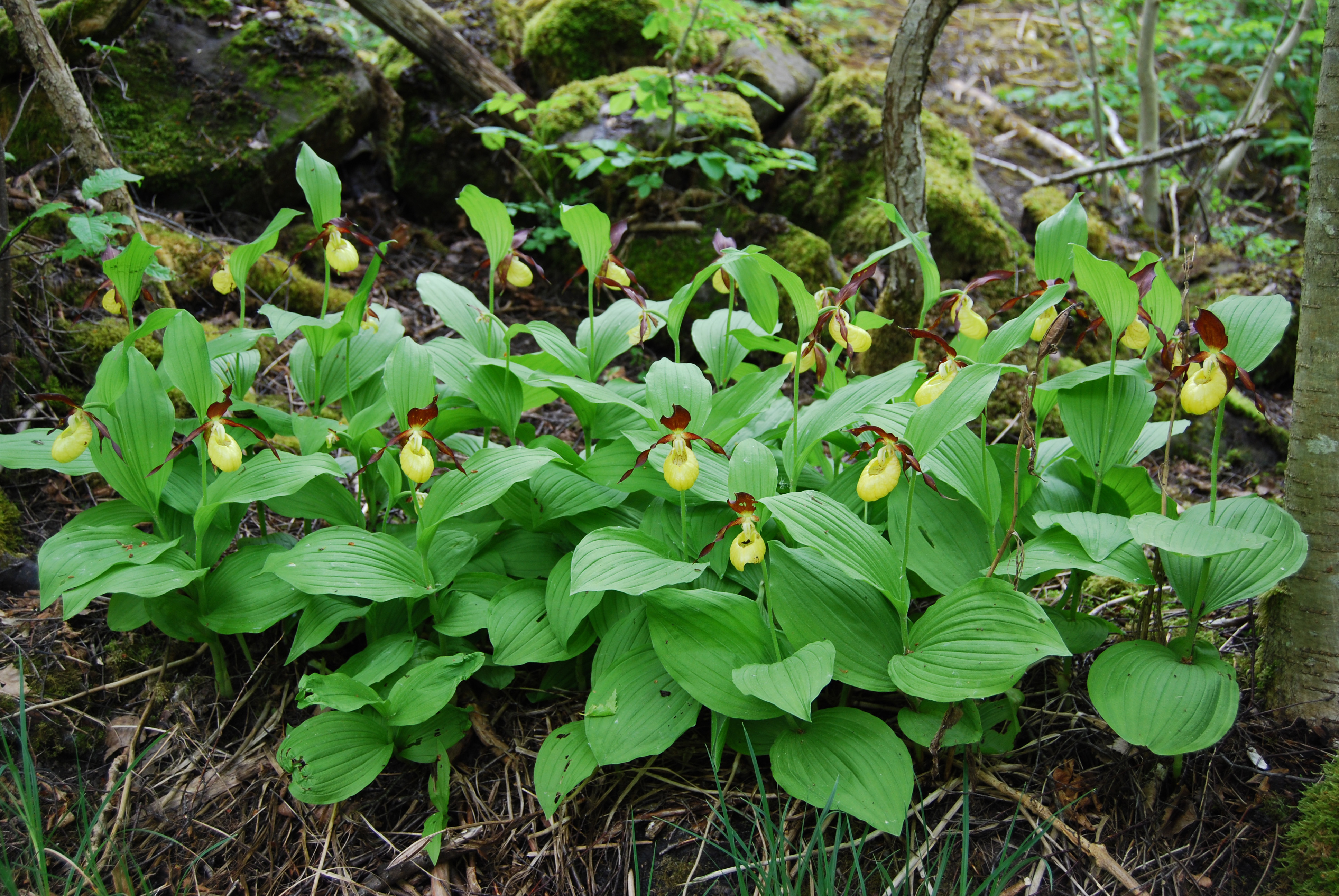 Guckusko, en gul orkidé med bruna inslag och Gröna blad.