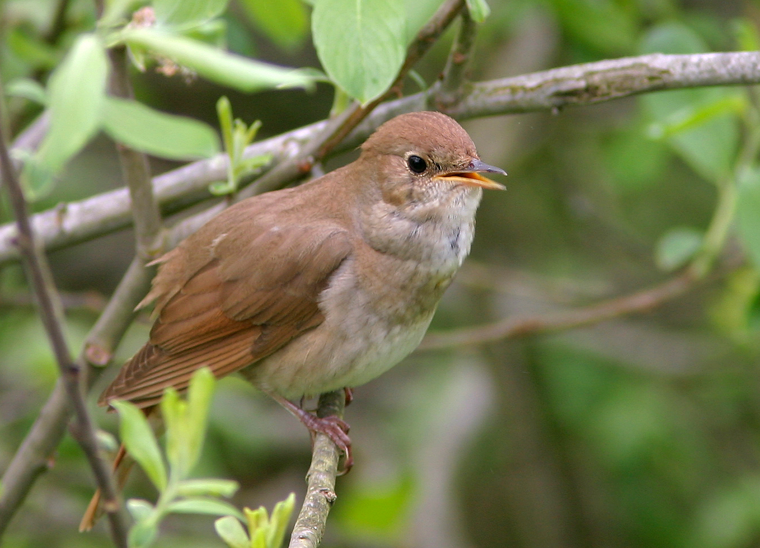 Nightingale sitting in a tree.