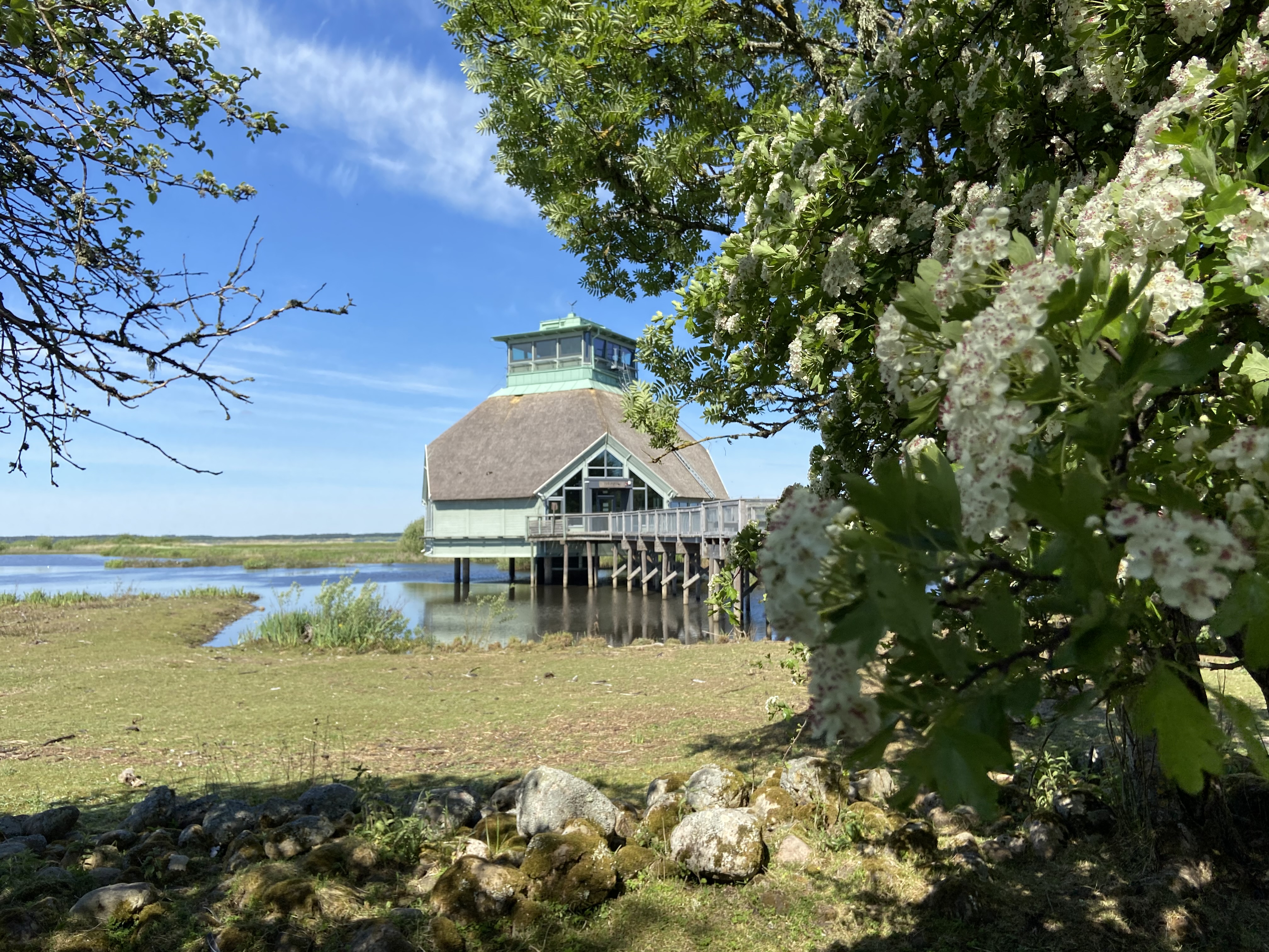 blommor i förgrunden och naturum i bakgrunden.