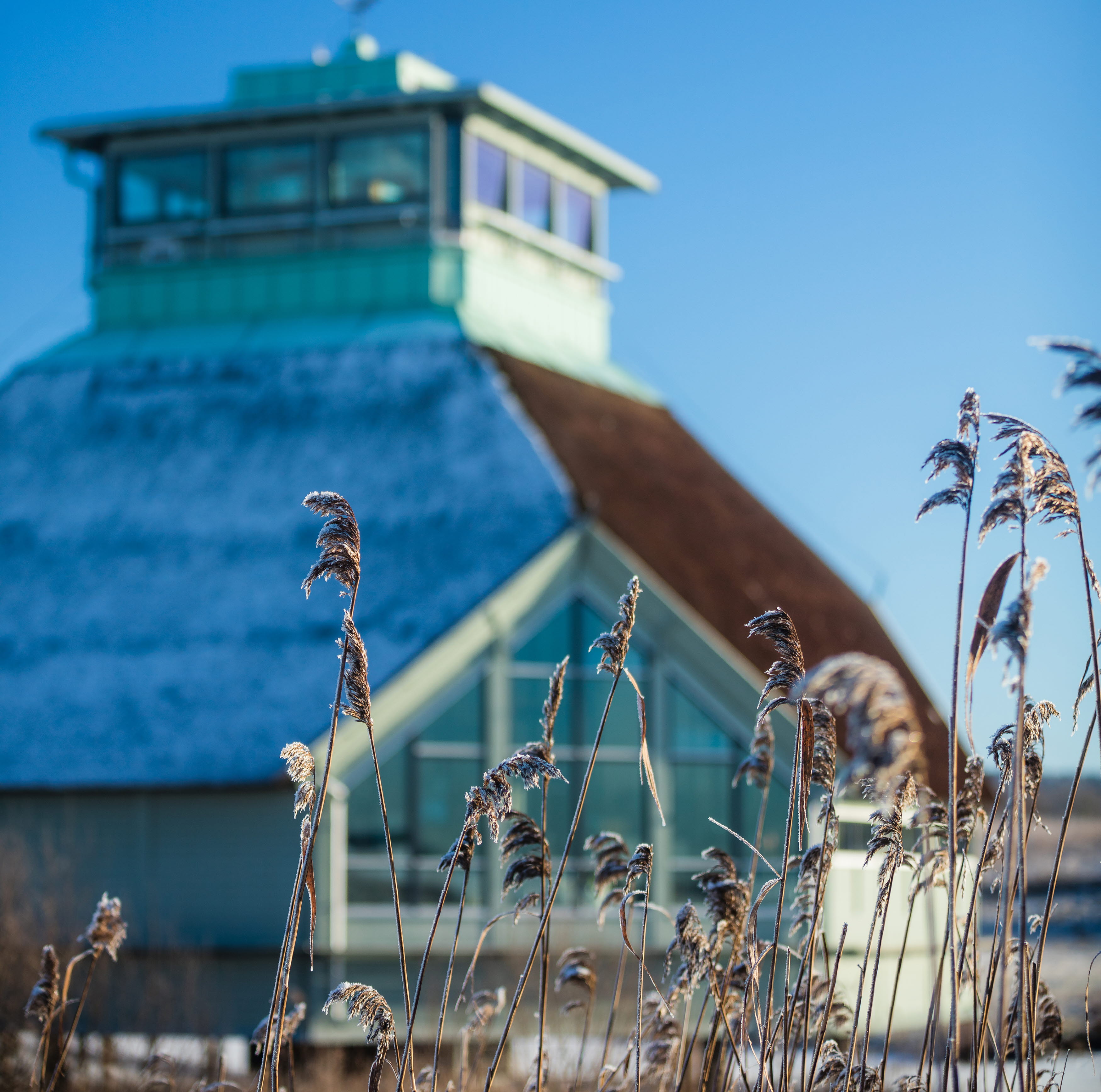 Några frostiga vasstrå och naturum i bakgrunden.