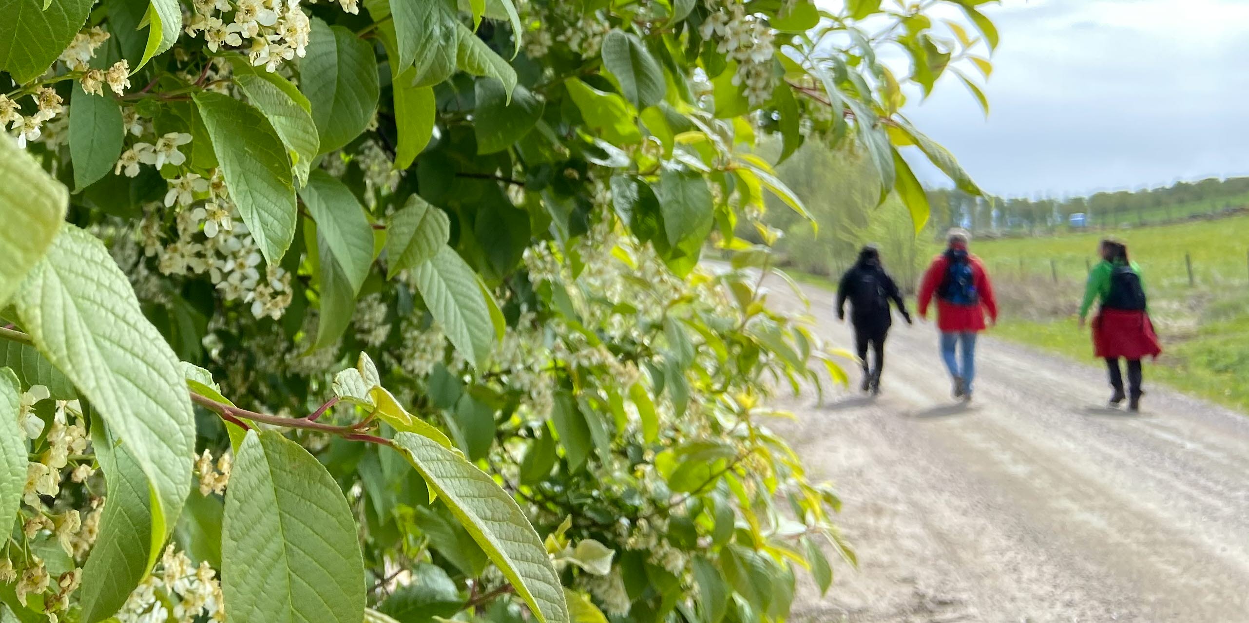 En buske med vita blommor och några vandrare längre bort.