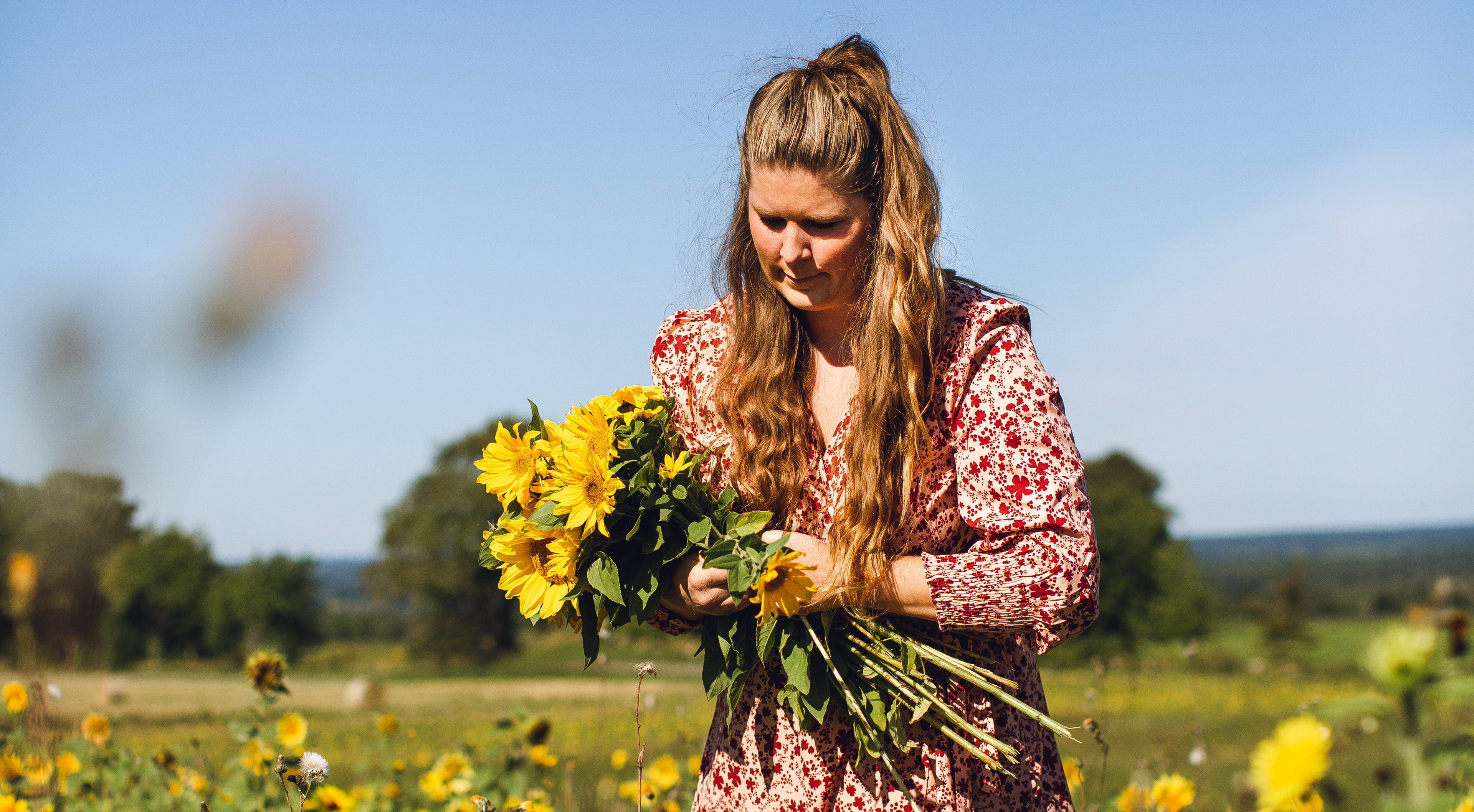 Kvinna som plockar solrosor på ett fält.