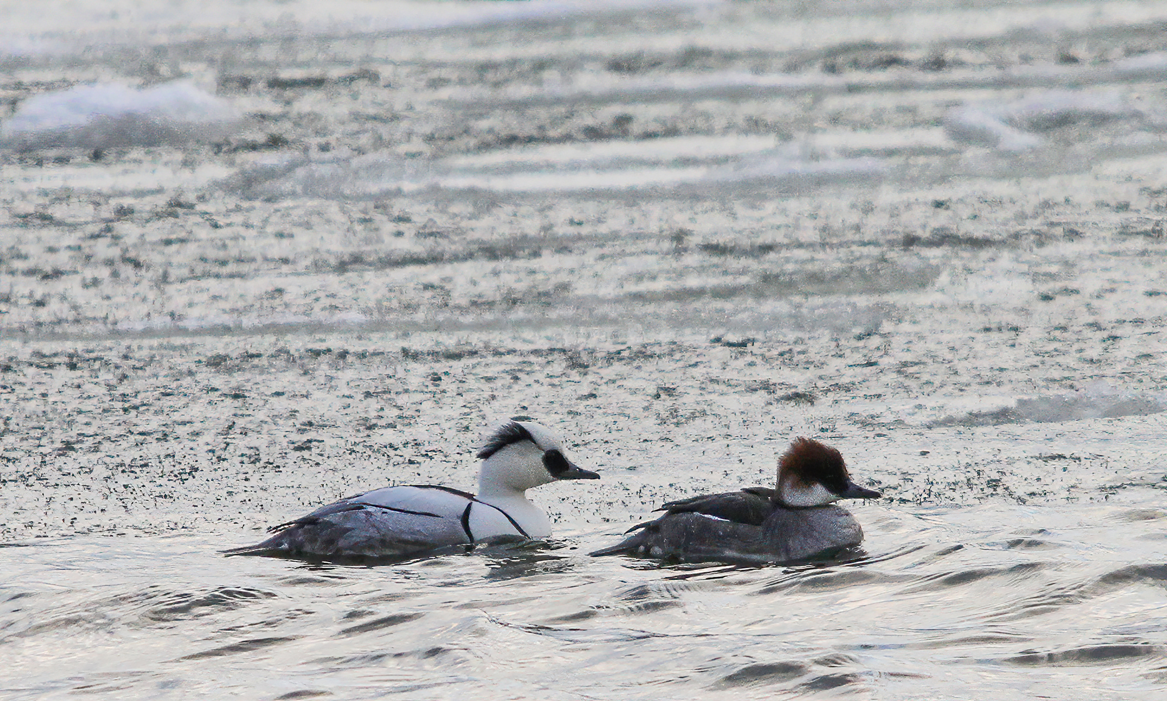 Två fåglar som är grå, vit och svarta simmar i vattnet. En Salskrake.