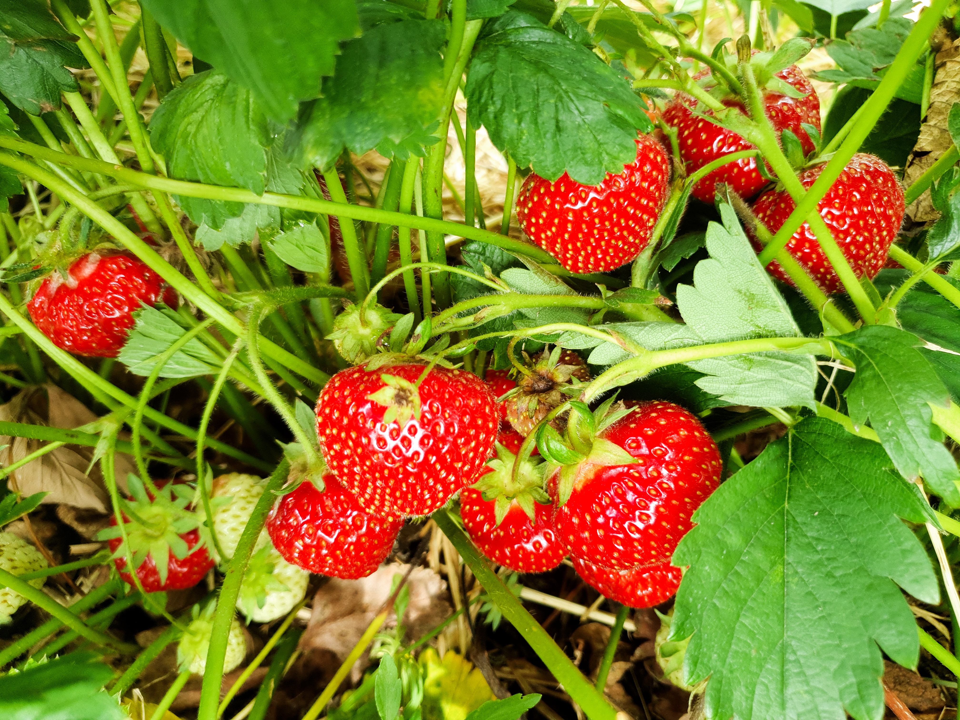 Närbild på jordgubbar.