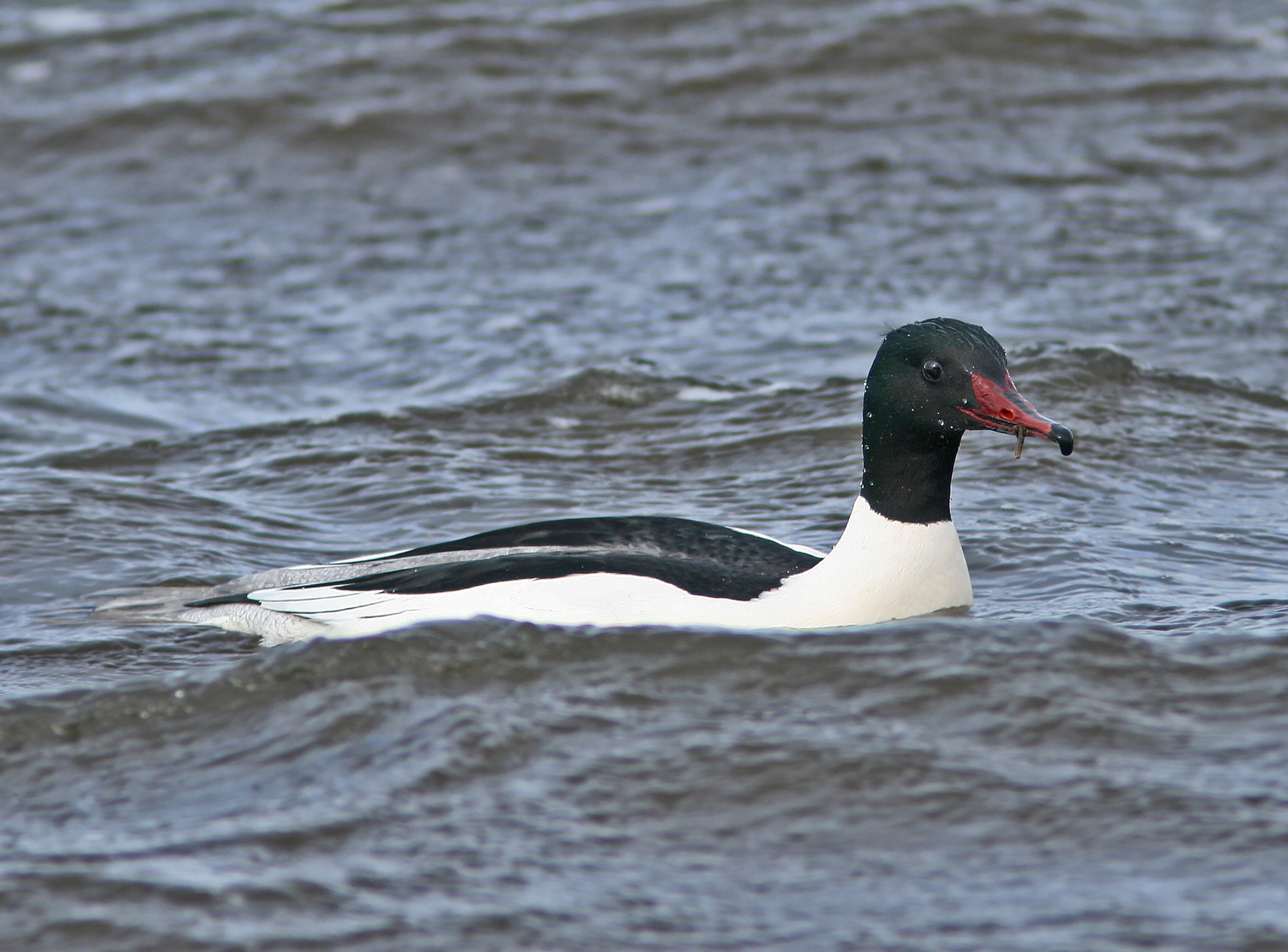 Svart och vit fågel med brun näbb som simmar i vattnet. Det är en Storskrake.