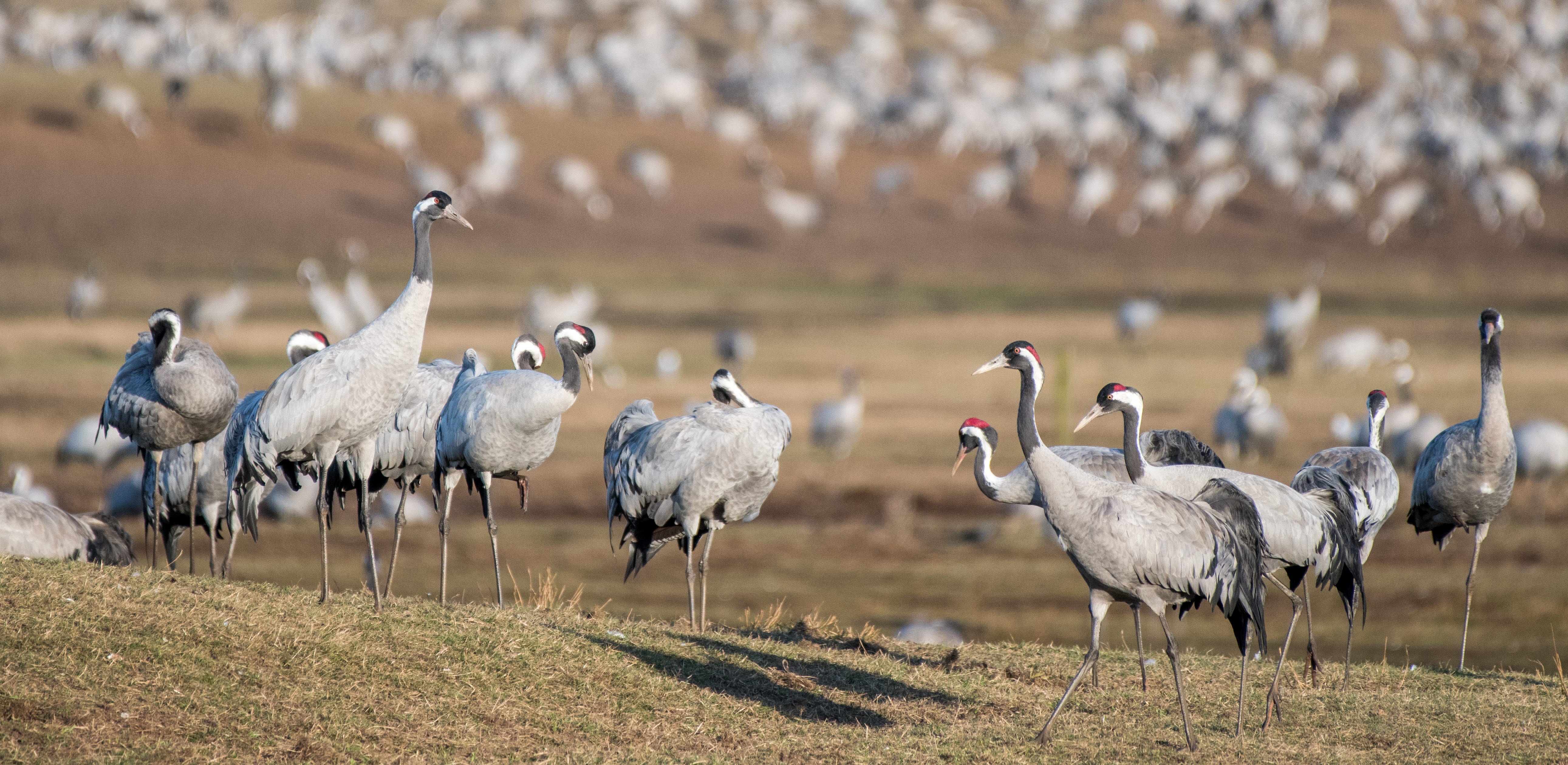 Tranor vid Hornborgasjön