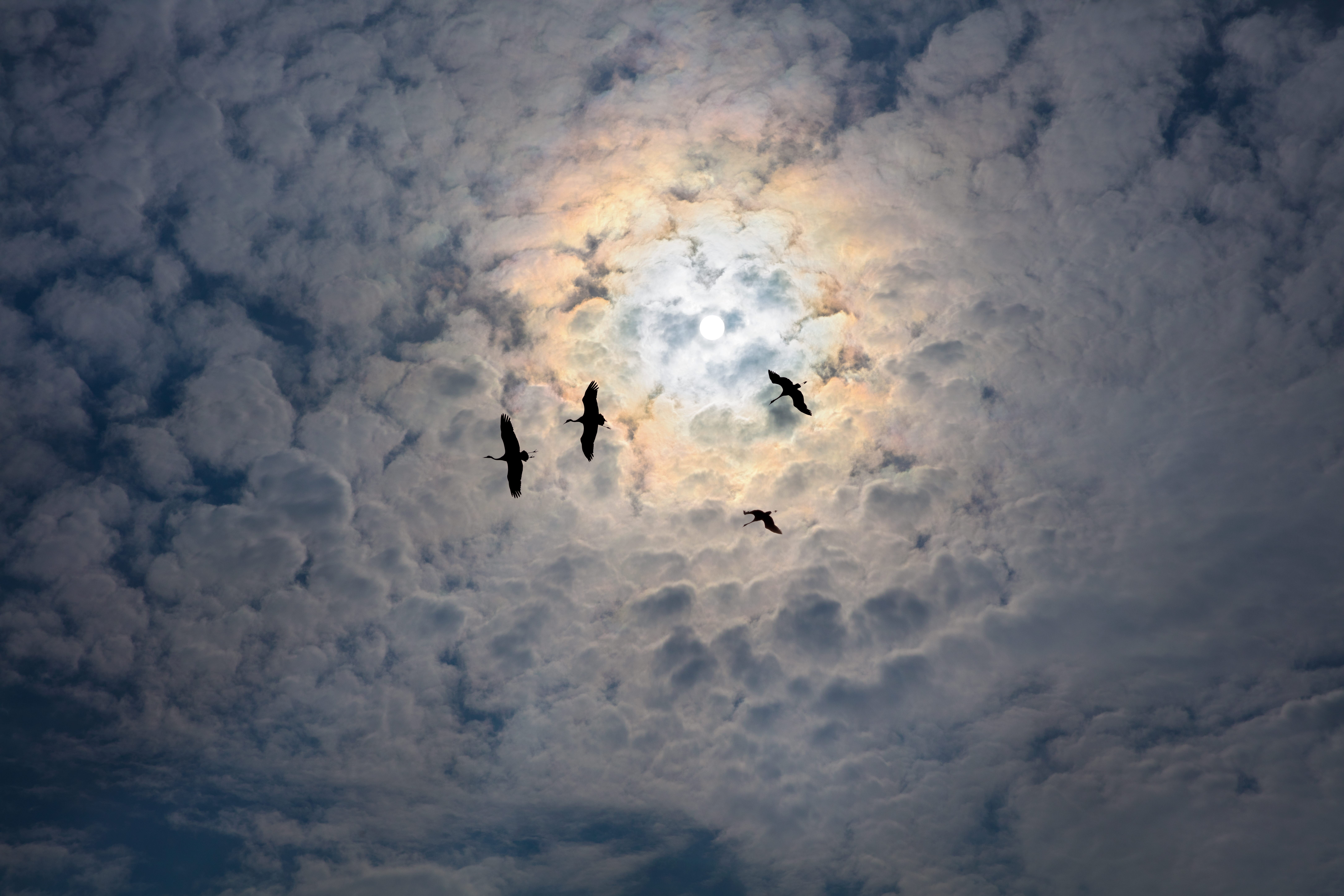 Tranor som flyger framför massa moln och mörk himmel.