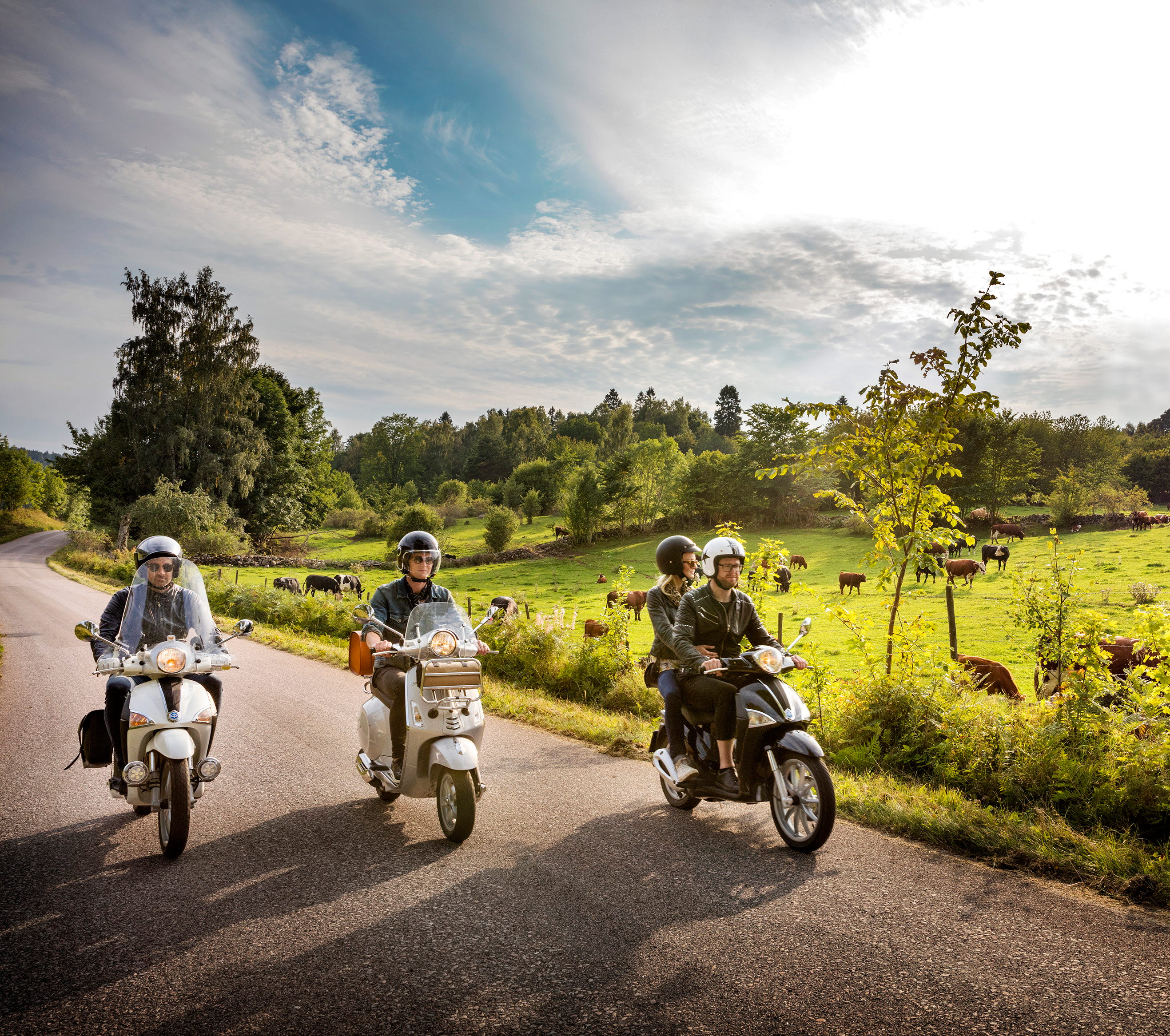 Tre mopeder som kör på en väg med kossor i hagen bredvid.