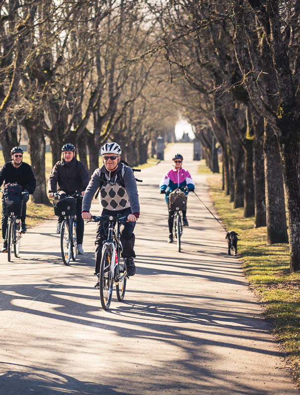 Sex personer som cyklar i en allé med träd.