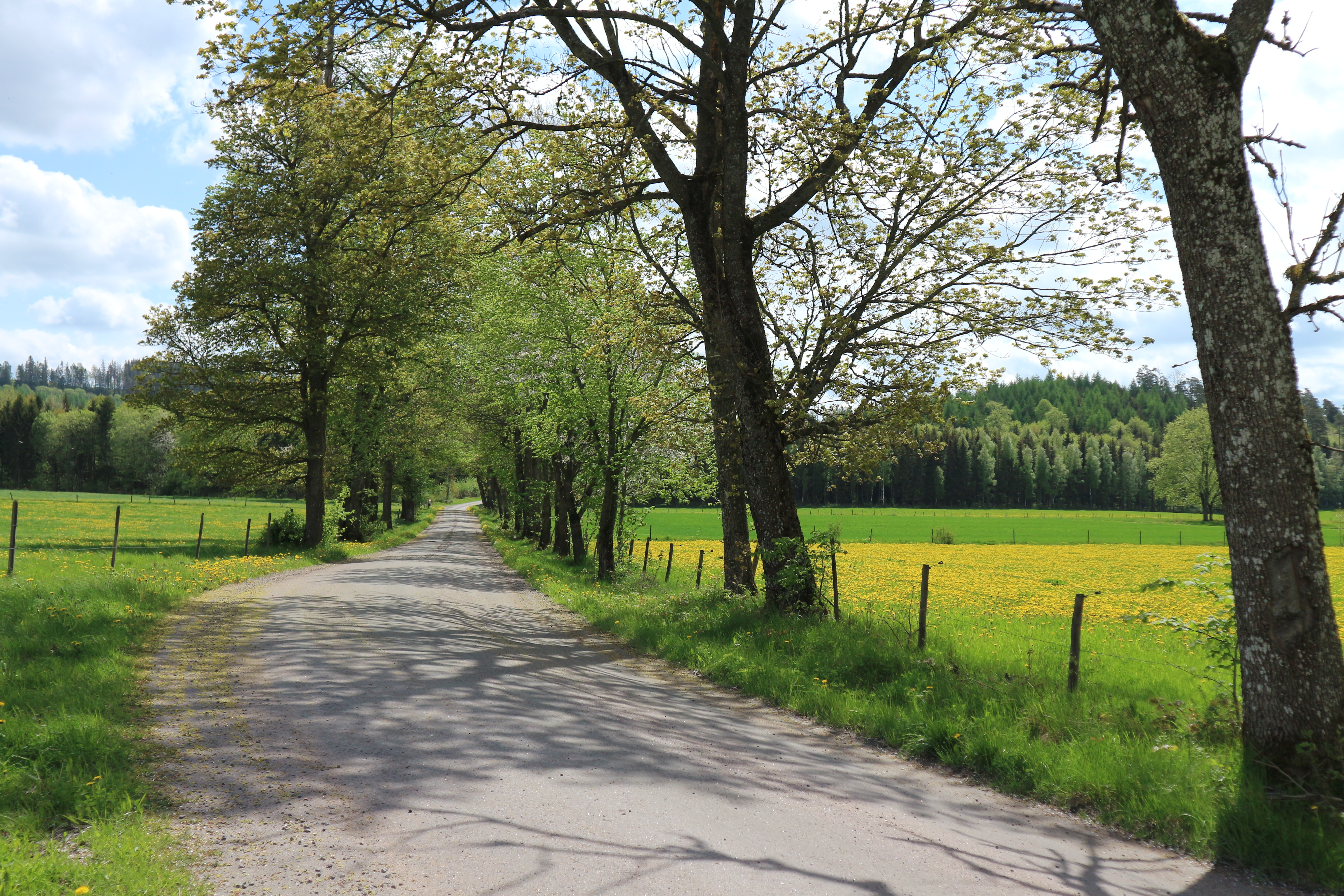 Liten landsväg med träd och vackra ängar bredvid.