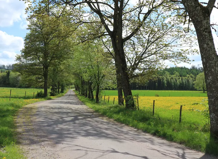 Vilskeleden