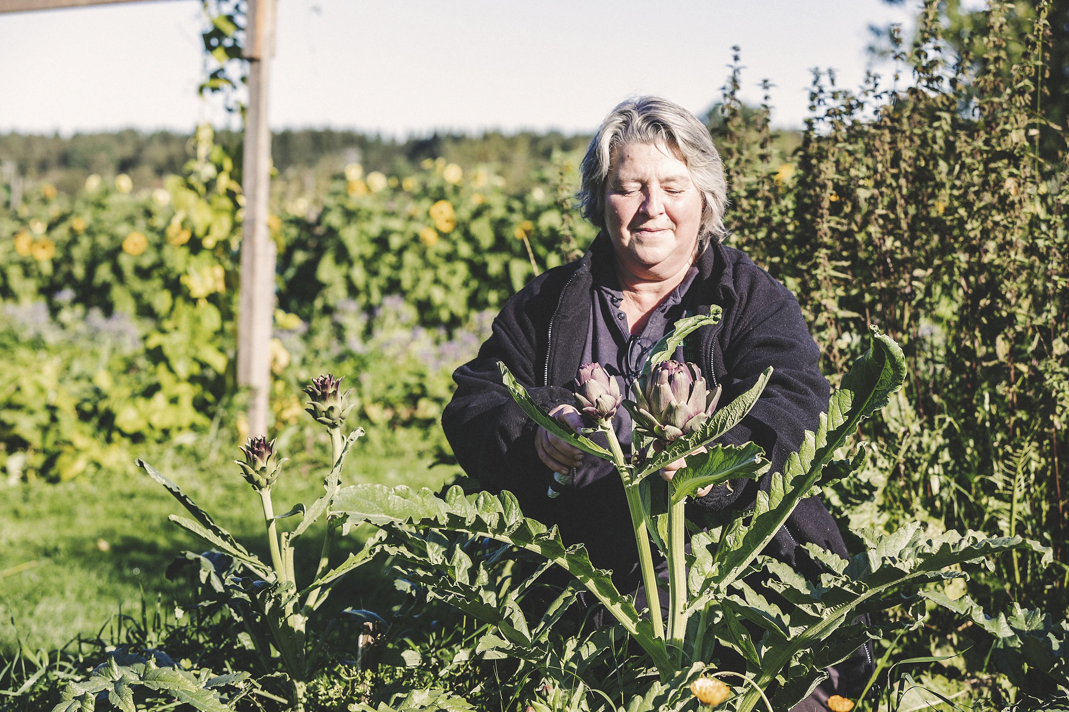 Kvinna osm sitter framför en stor planta med kronärtskocka.