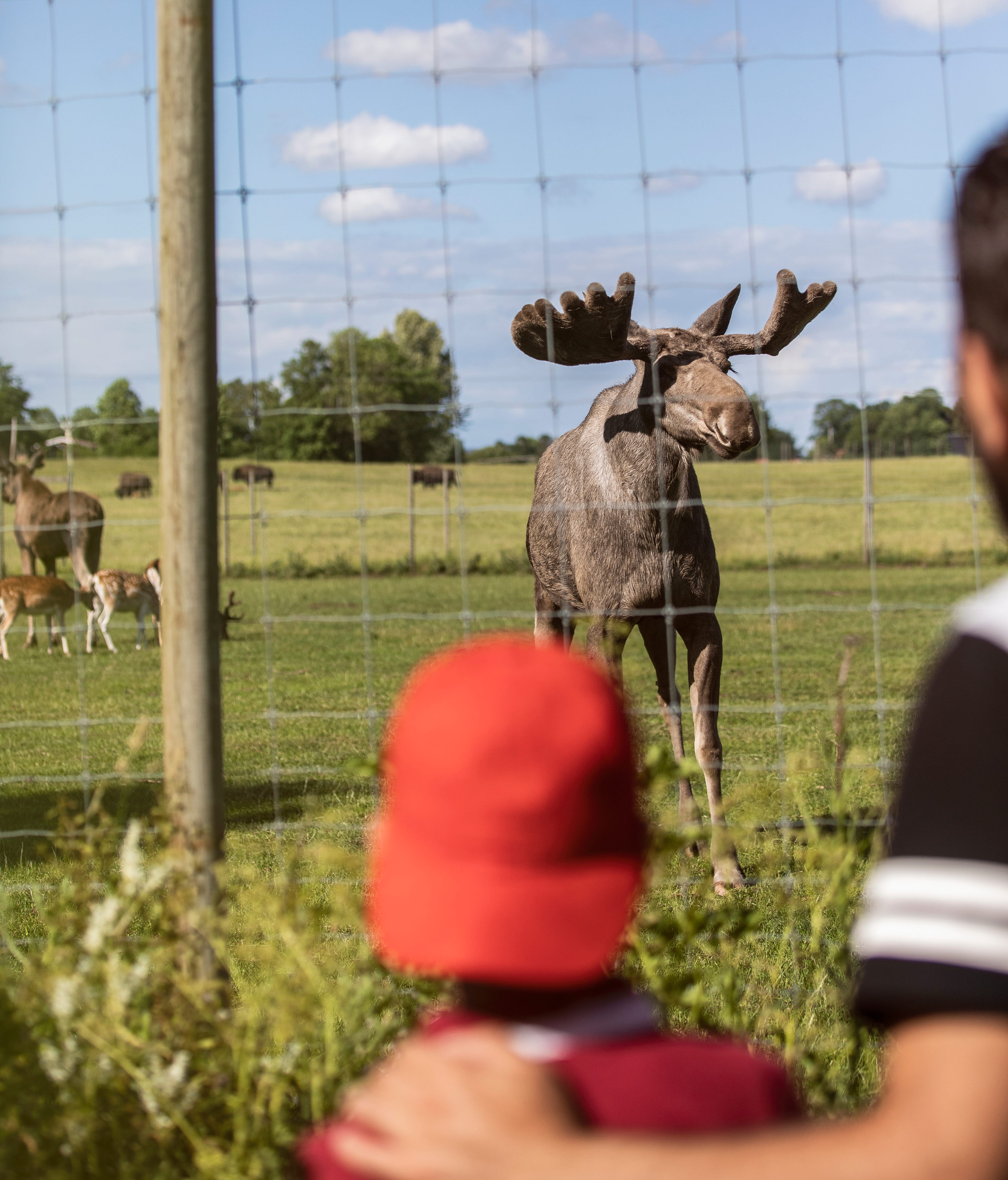 Pojke med röd keps och hans pappa tittar på en älg genom hägnet.