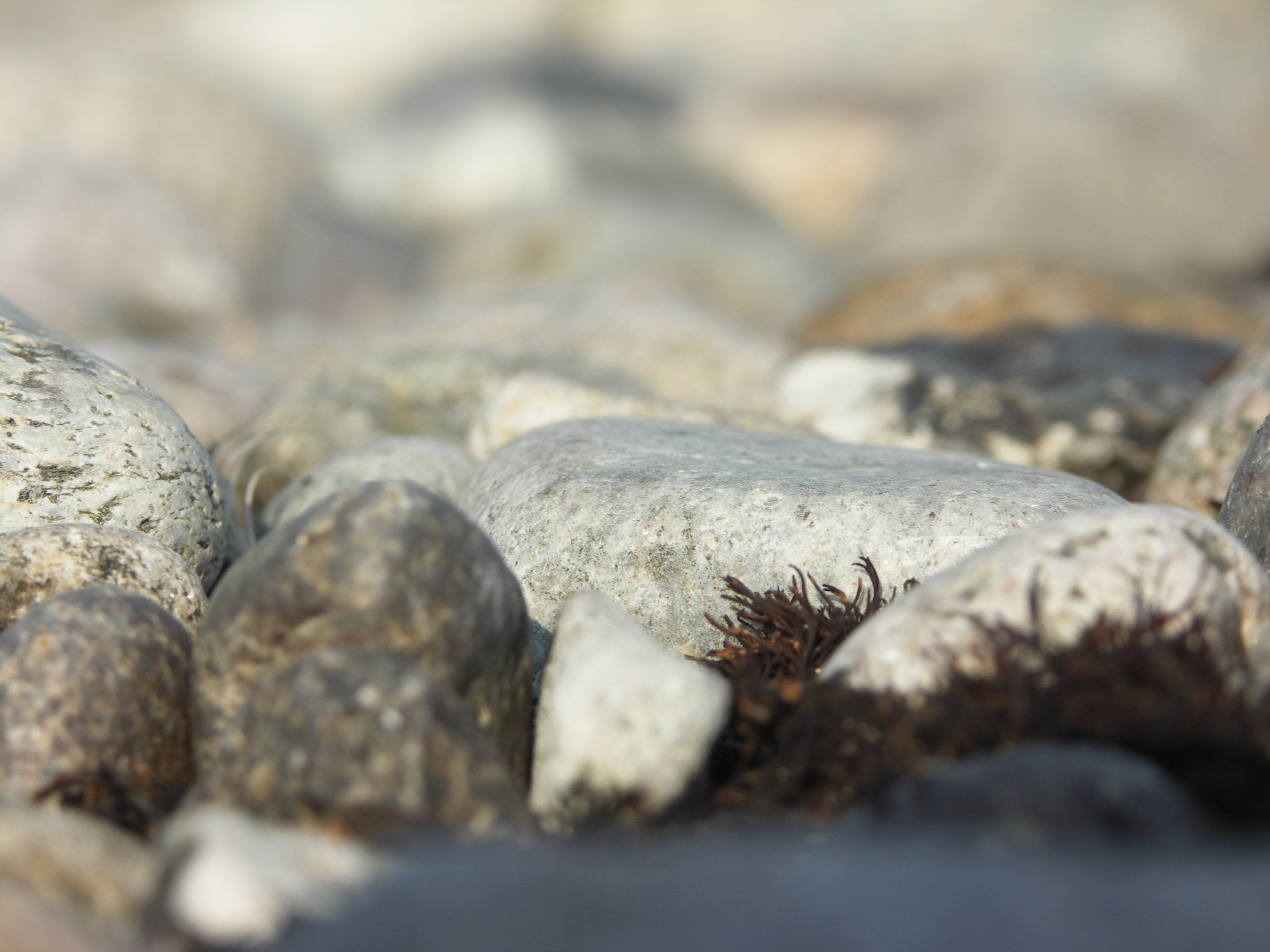 Borråsbergets fornborg