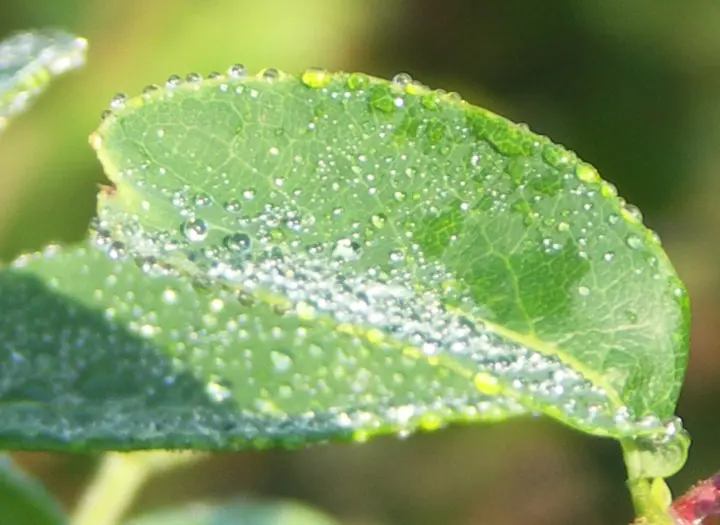 Dagsholms naturområde