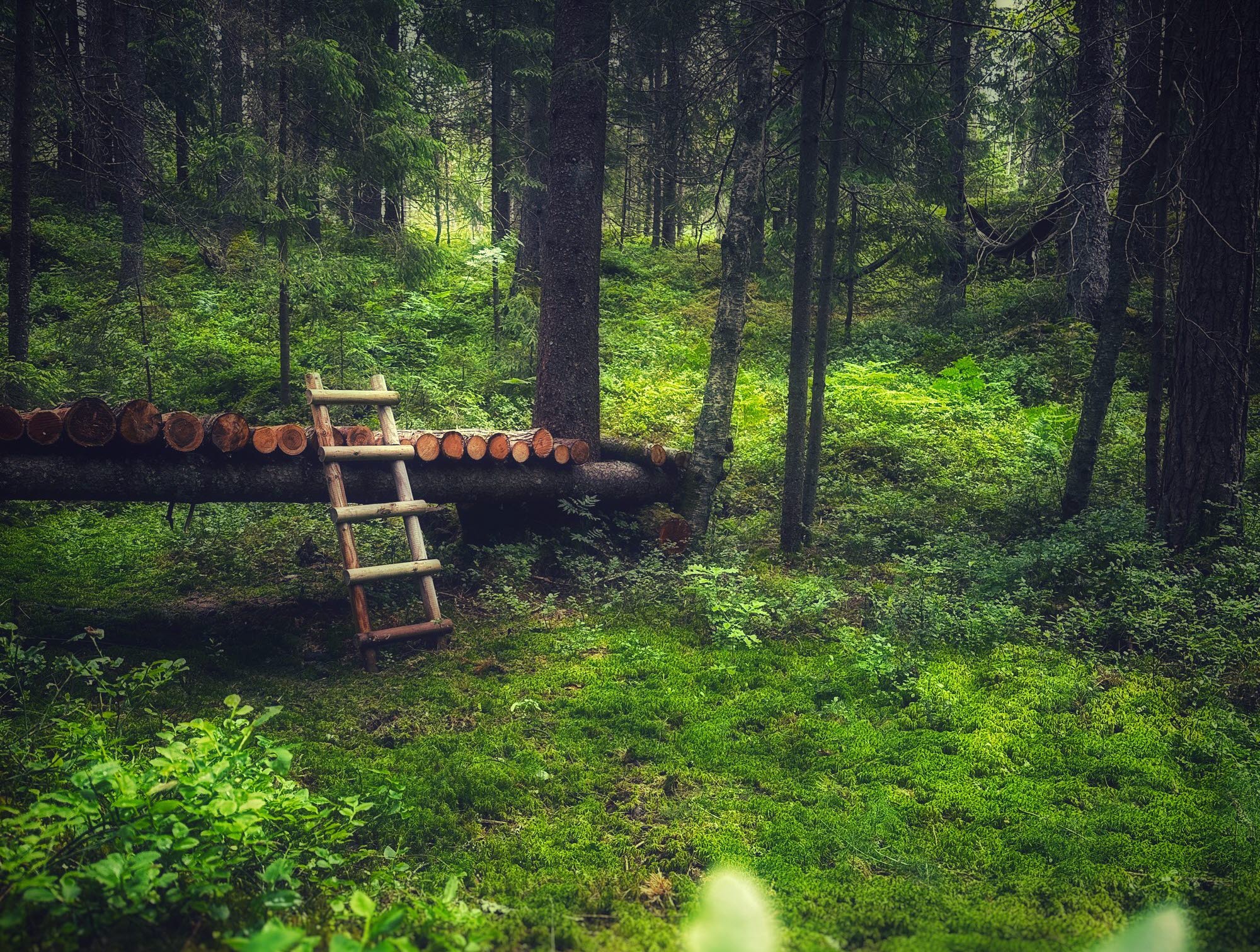 Skogsbad på Ragnerud Vandringsdestination.