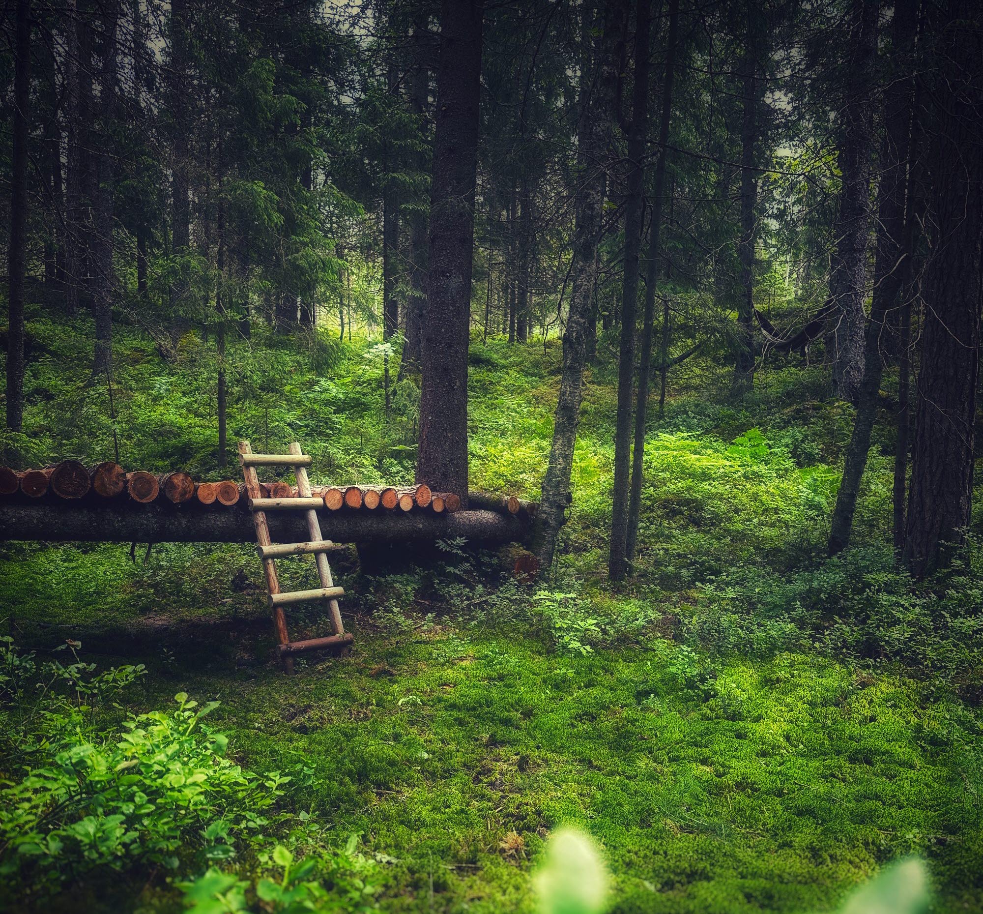 Skogsbad på Ragnerud Vandringsdestination.