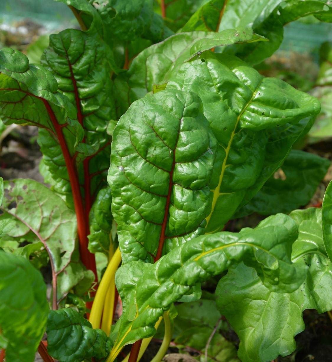 Lillegårdens grönt