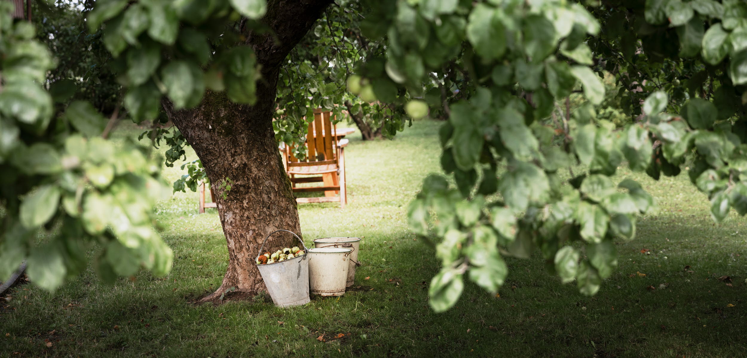 Snickaren Vandrarhem äppelträd