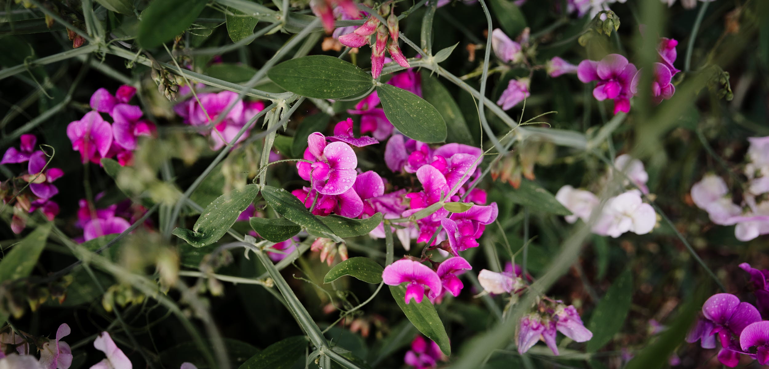 Snickaren Vandrarhem i Grästorp