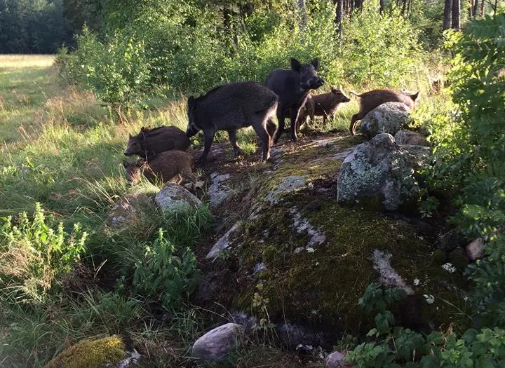 Tingsgårdens Jakt