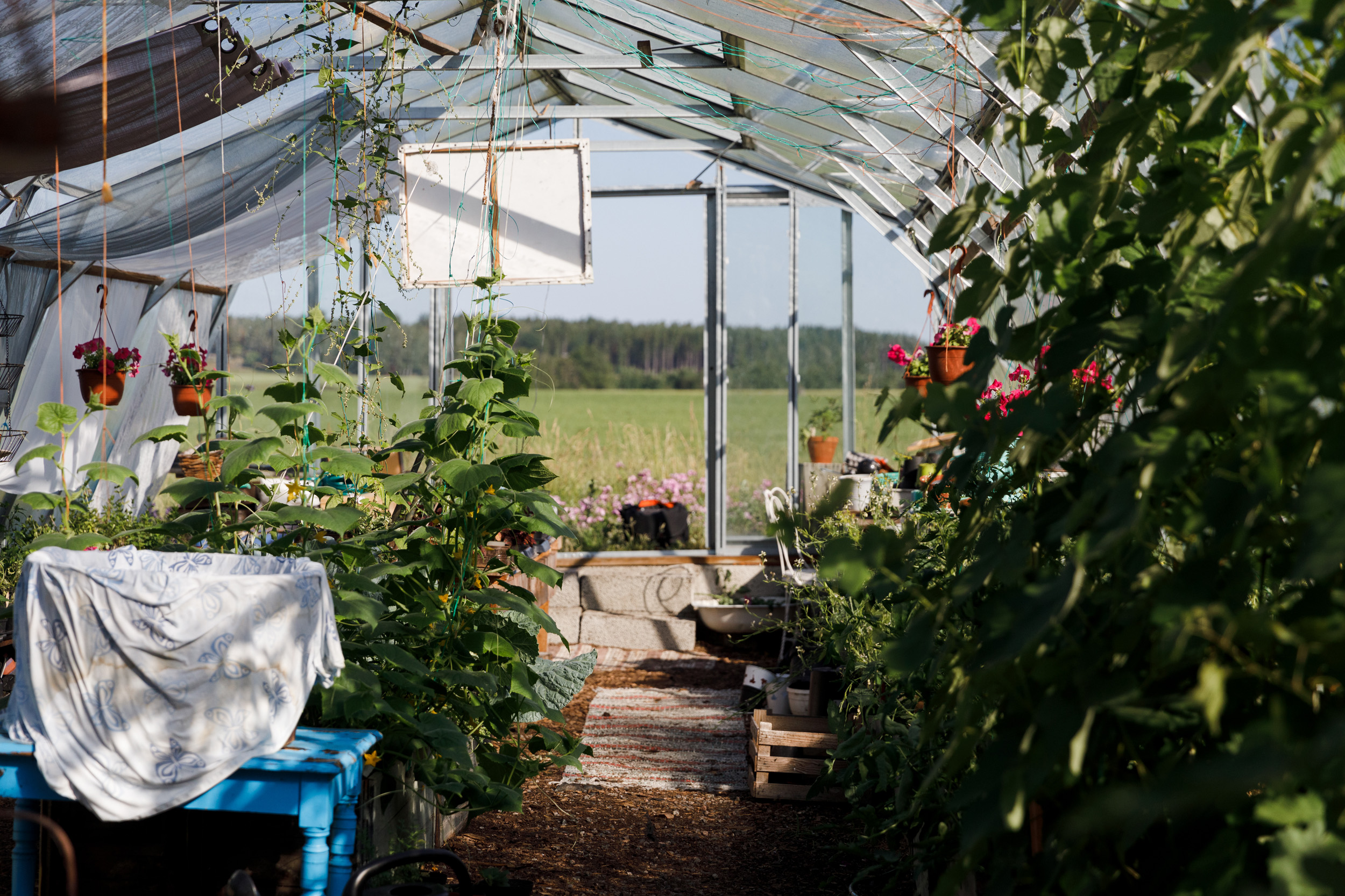 växthus