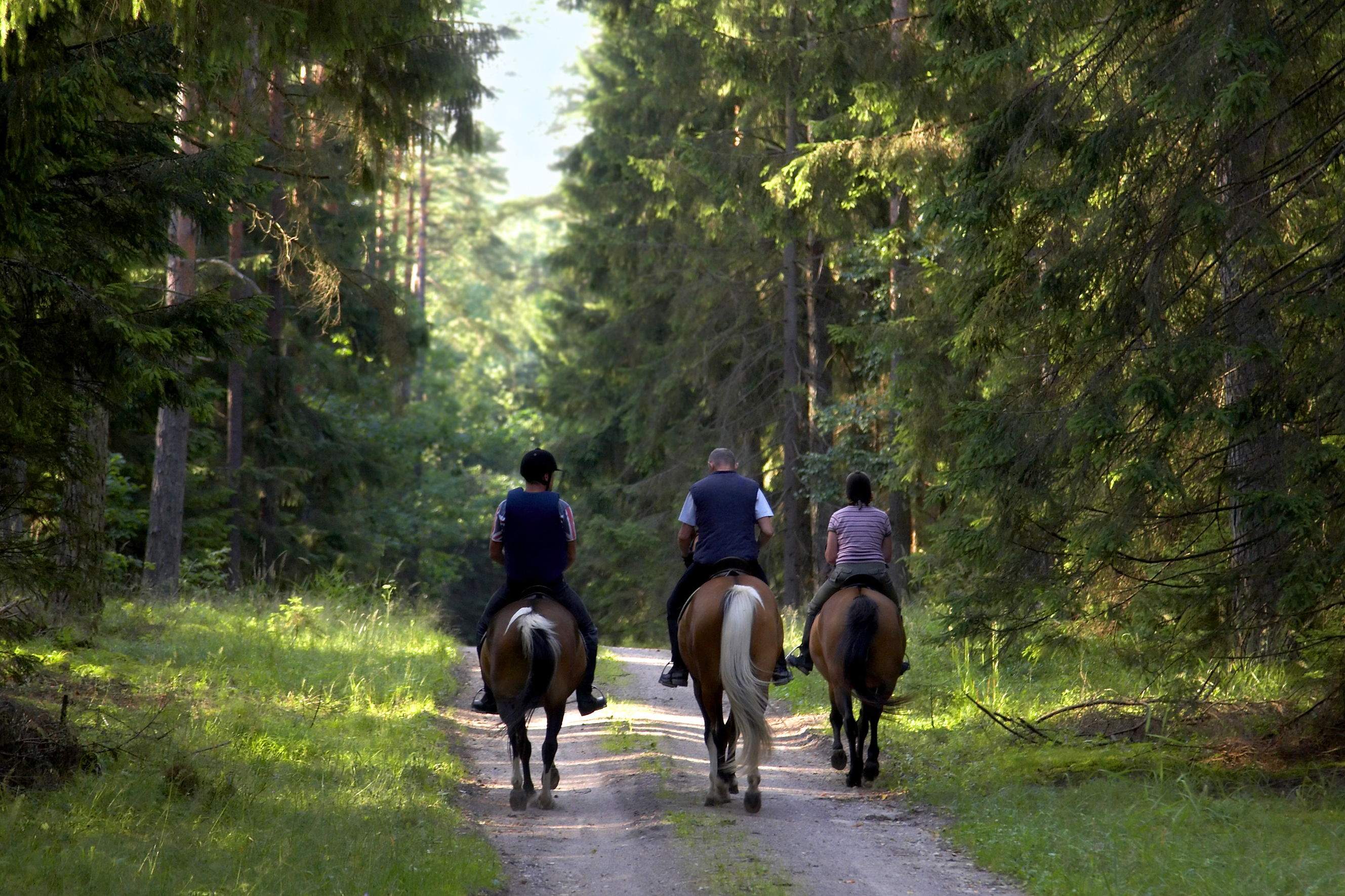 Tre personer rider på hästar i en grön skog. 