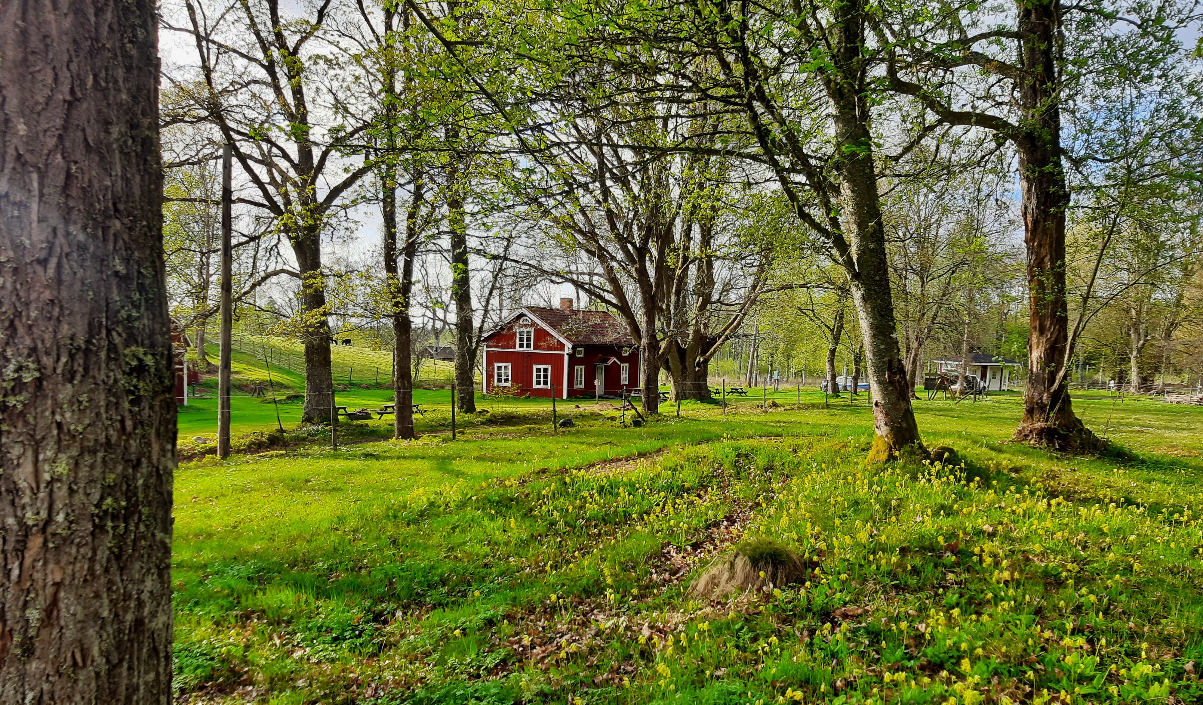 Rött hus omgivet av grönska och gullvivor. 