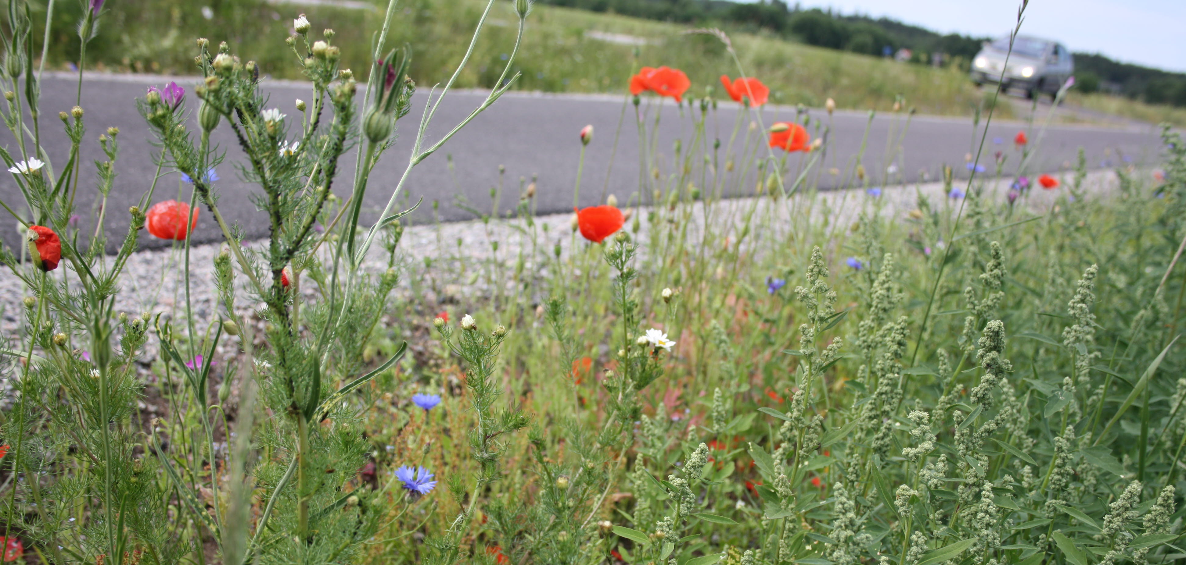 Blommor vid väg, Bitternavägen