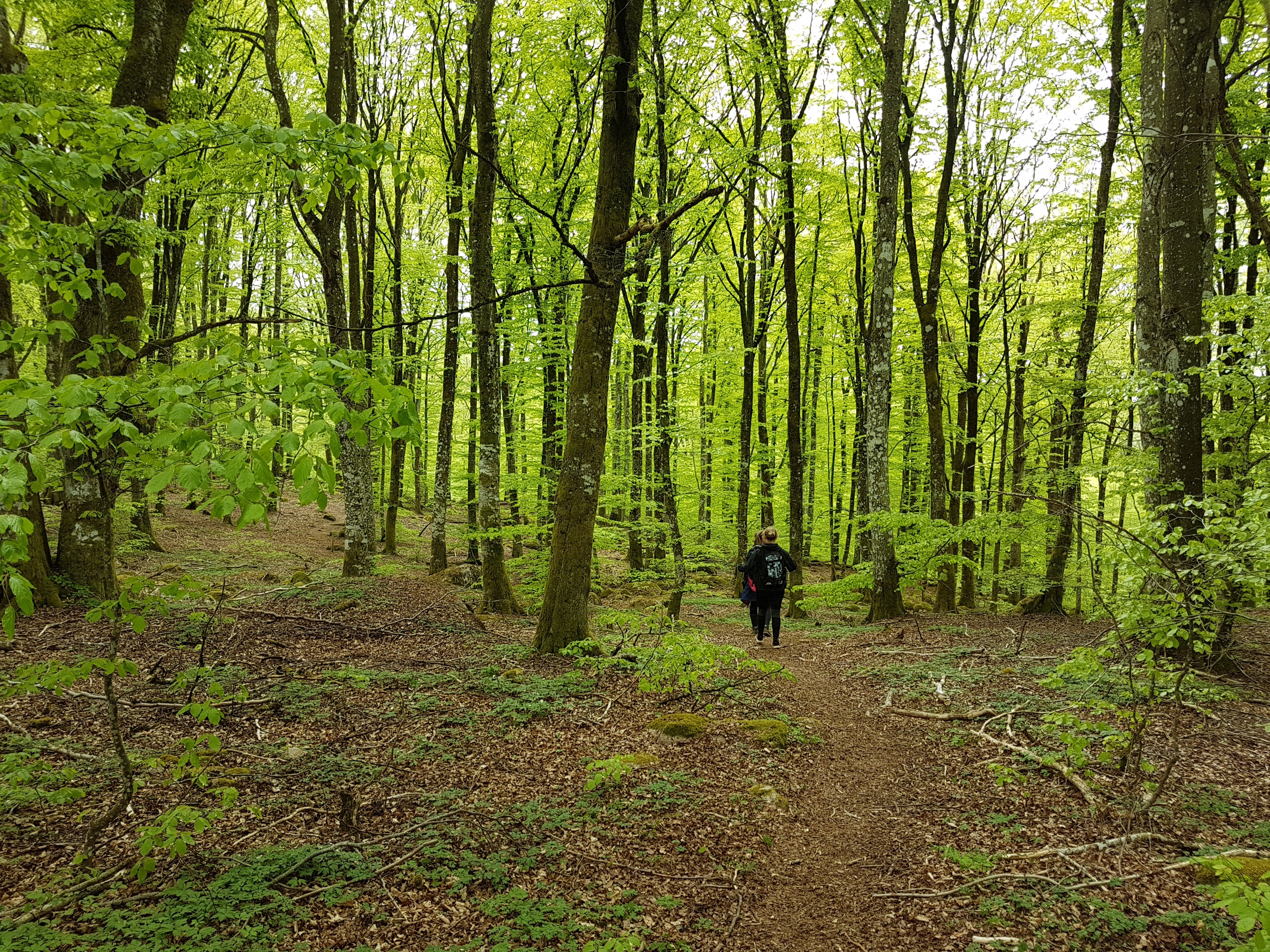 Promenad i bokskogen Hult