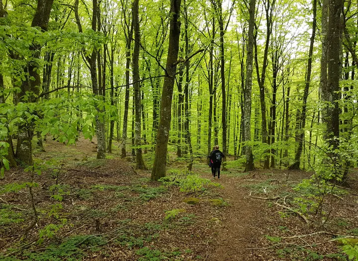 Molla Bokskog
