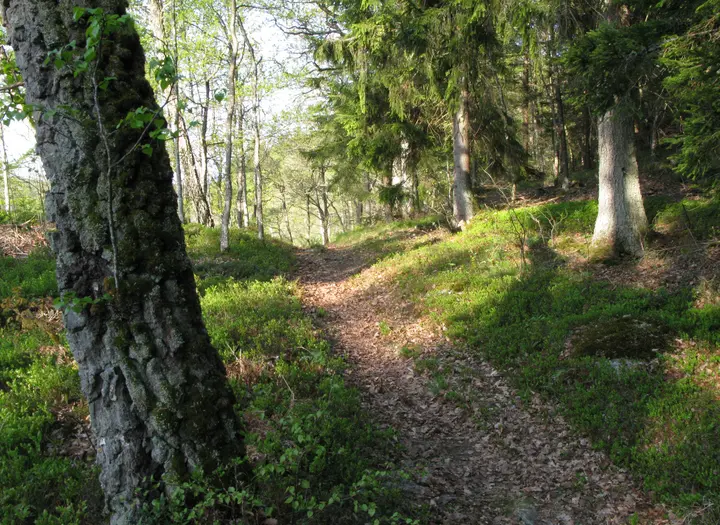 Sandskenleden