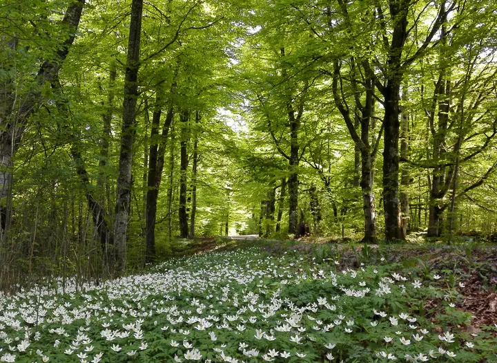 St. Mollungen, Naturreservat