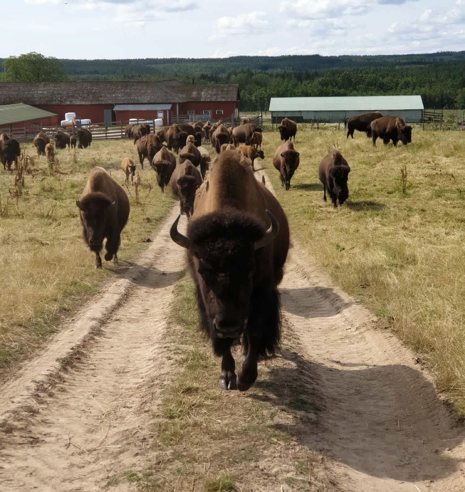 Bison oxes at bisonfarm in Hjo