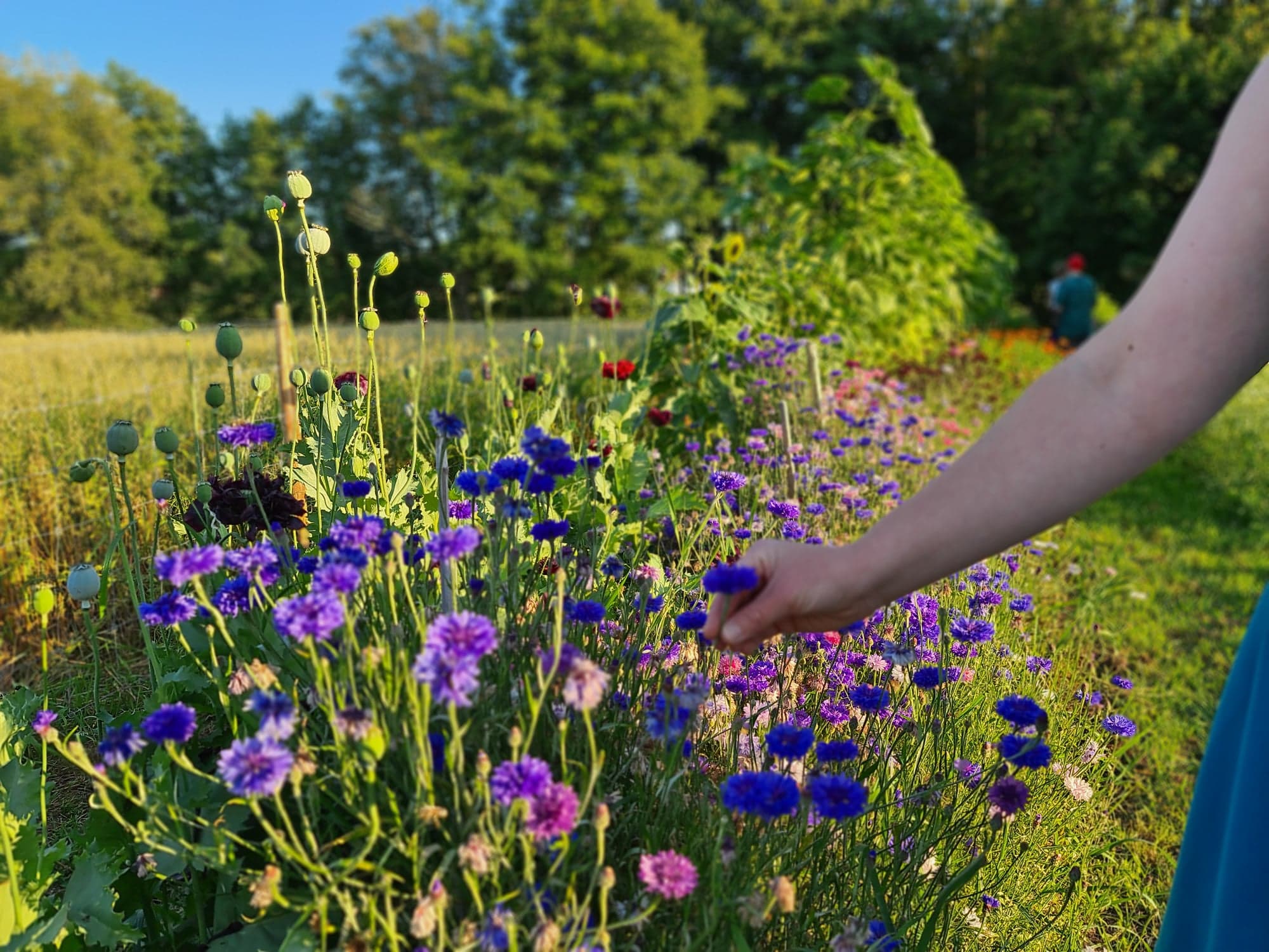 Självplock av blommor vid Sänneryd Trädgård utanför Hjo. 
