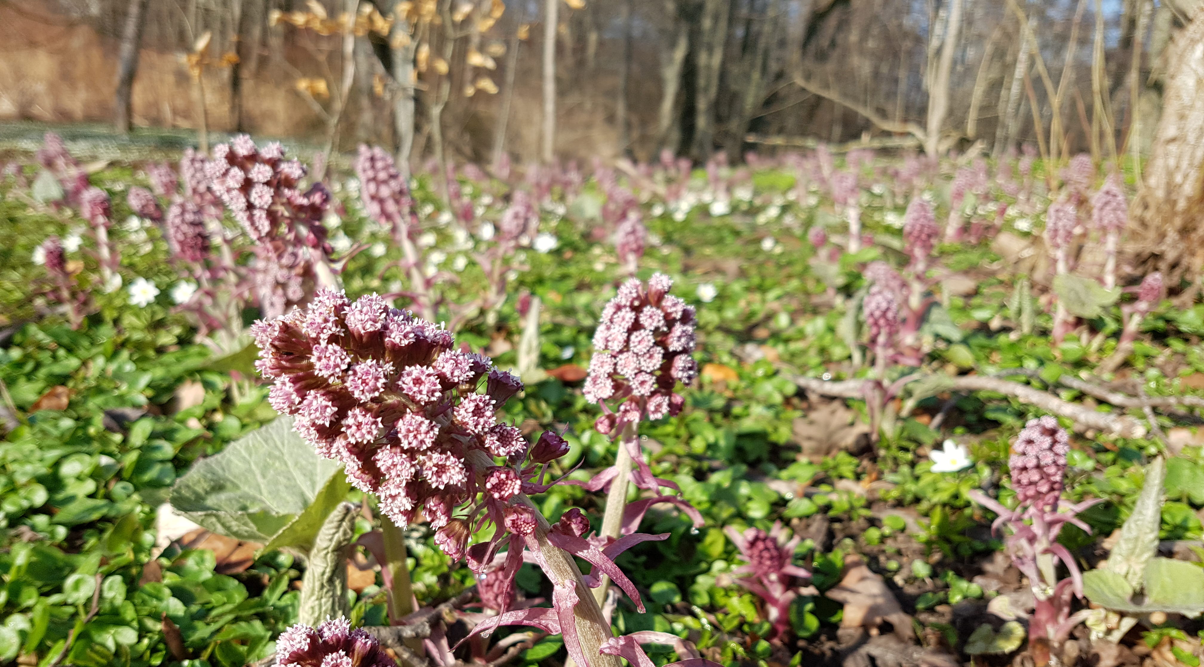 Växten pestskråp i naturreservatet Hjoåns dalgång. 