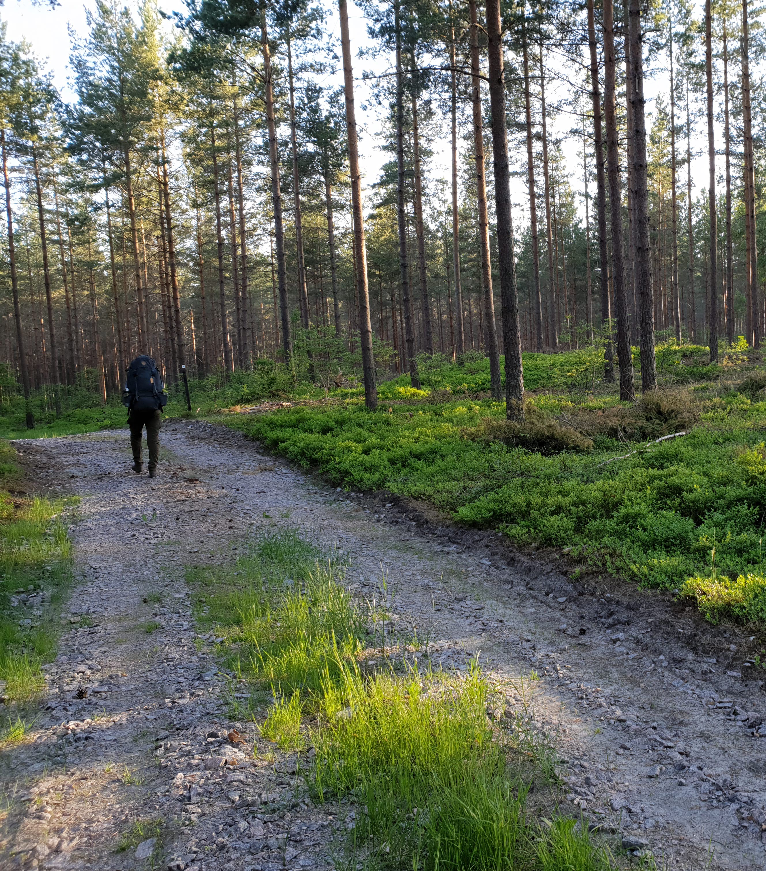 Vandring i skogarna på pilgrimsleden Hjo-Kungslena