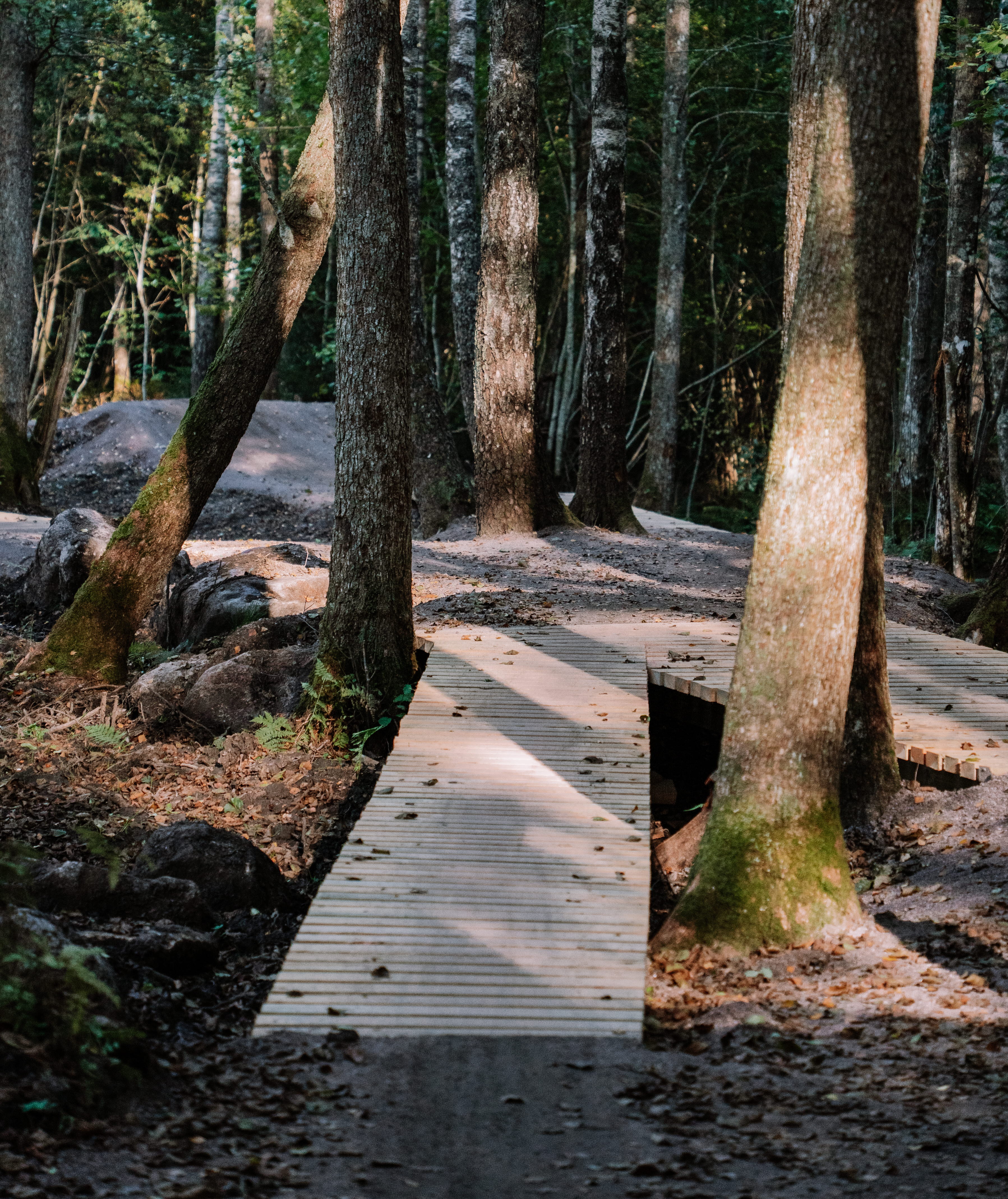 En träbro över ett dike och mellan två träd vid Högaliden MTB Arena