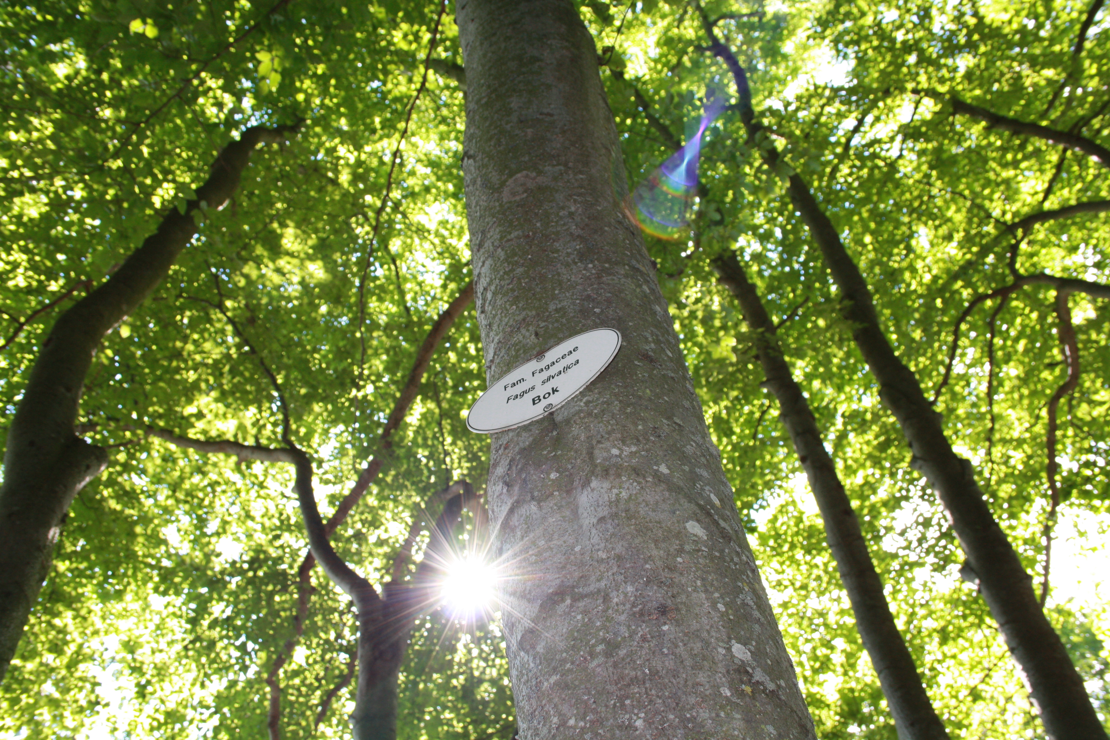 Träd i Hjo Stadspark. 