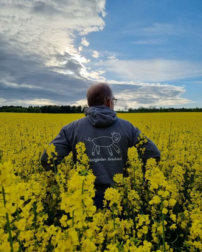 Grisbonde på rapsfält