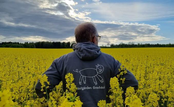 Grisbonde på rapsfält