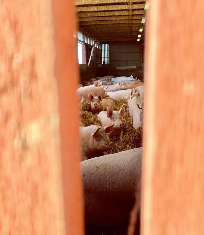 Grisar syns genom staket