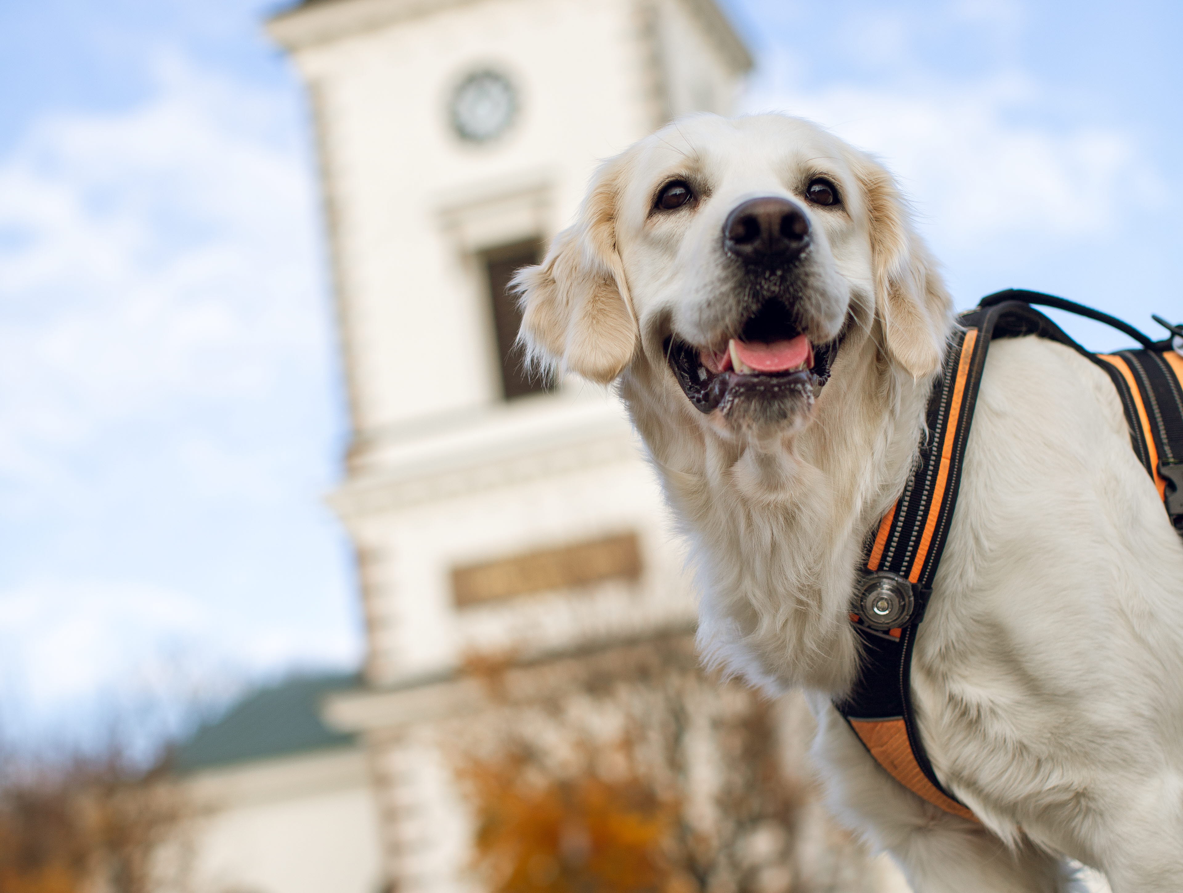 Hund utanför Hjo kyrka. 