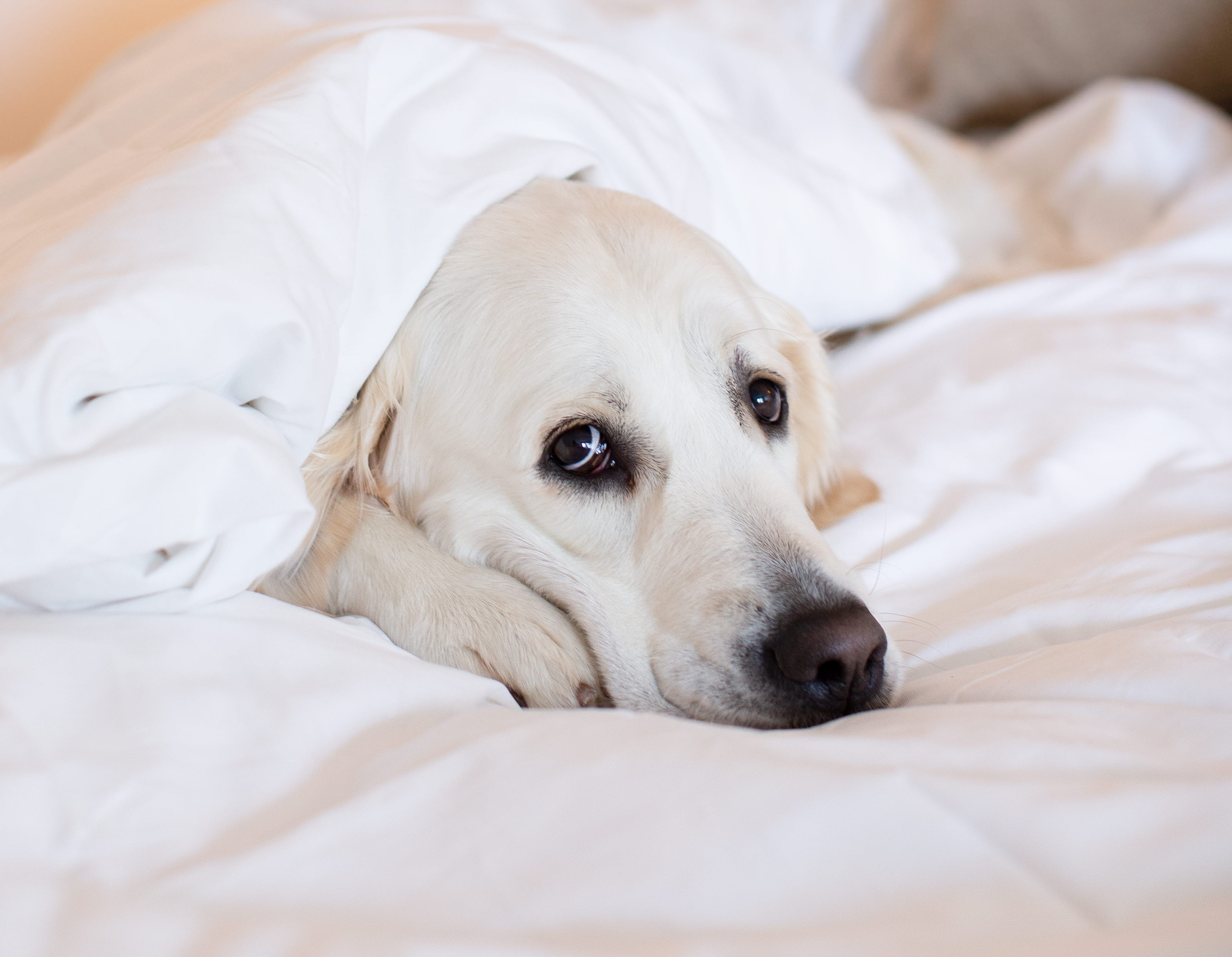 Hund i säng på ett hotell. 