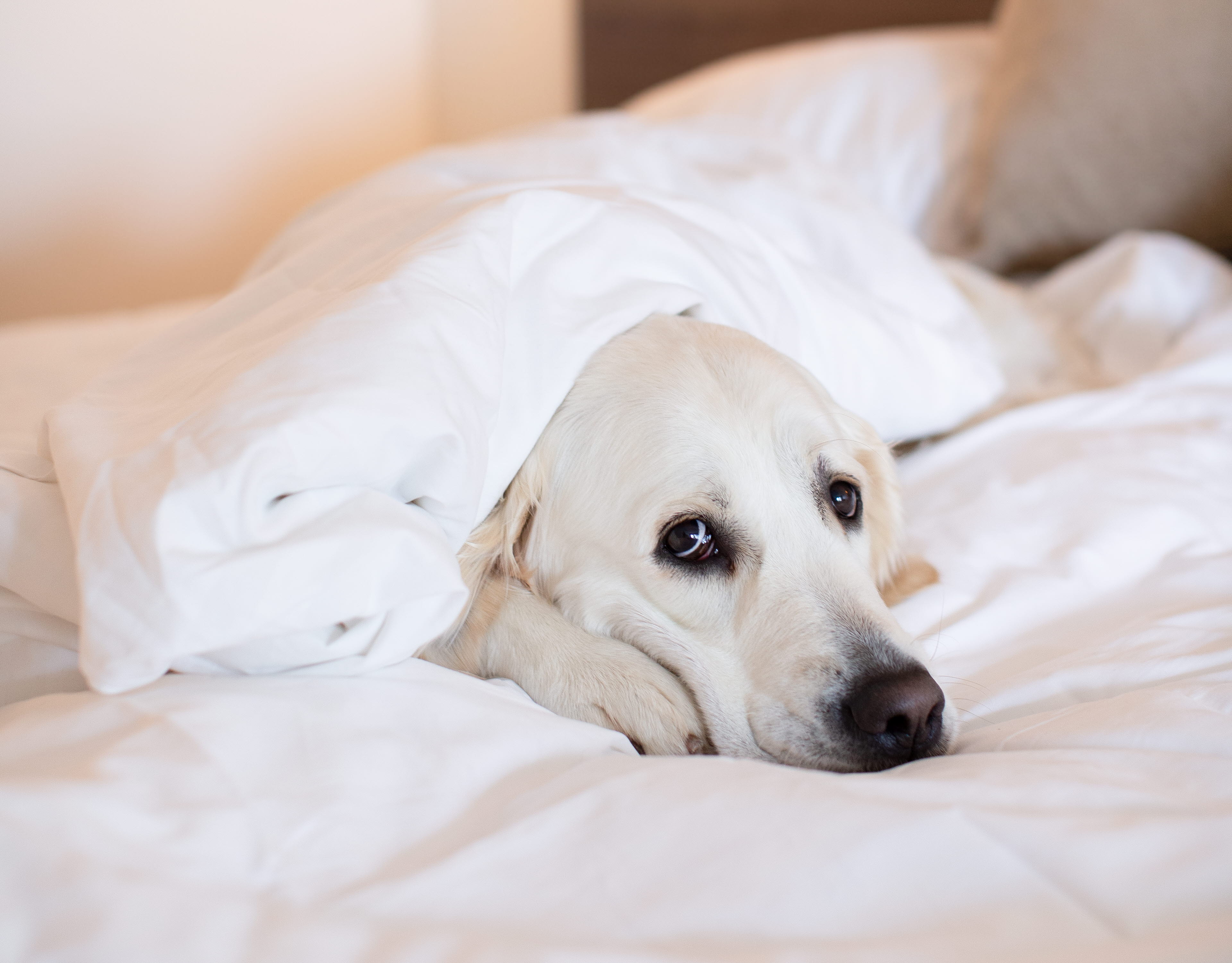 Dog in a bed in a hotel. 