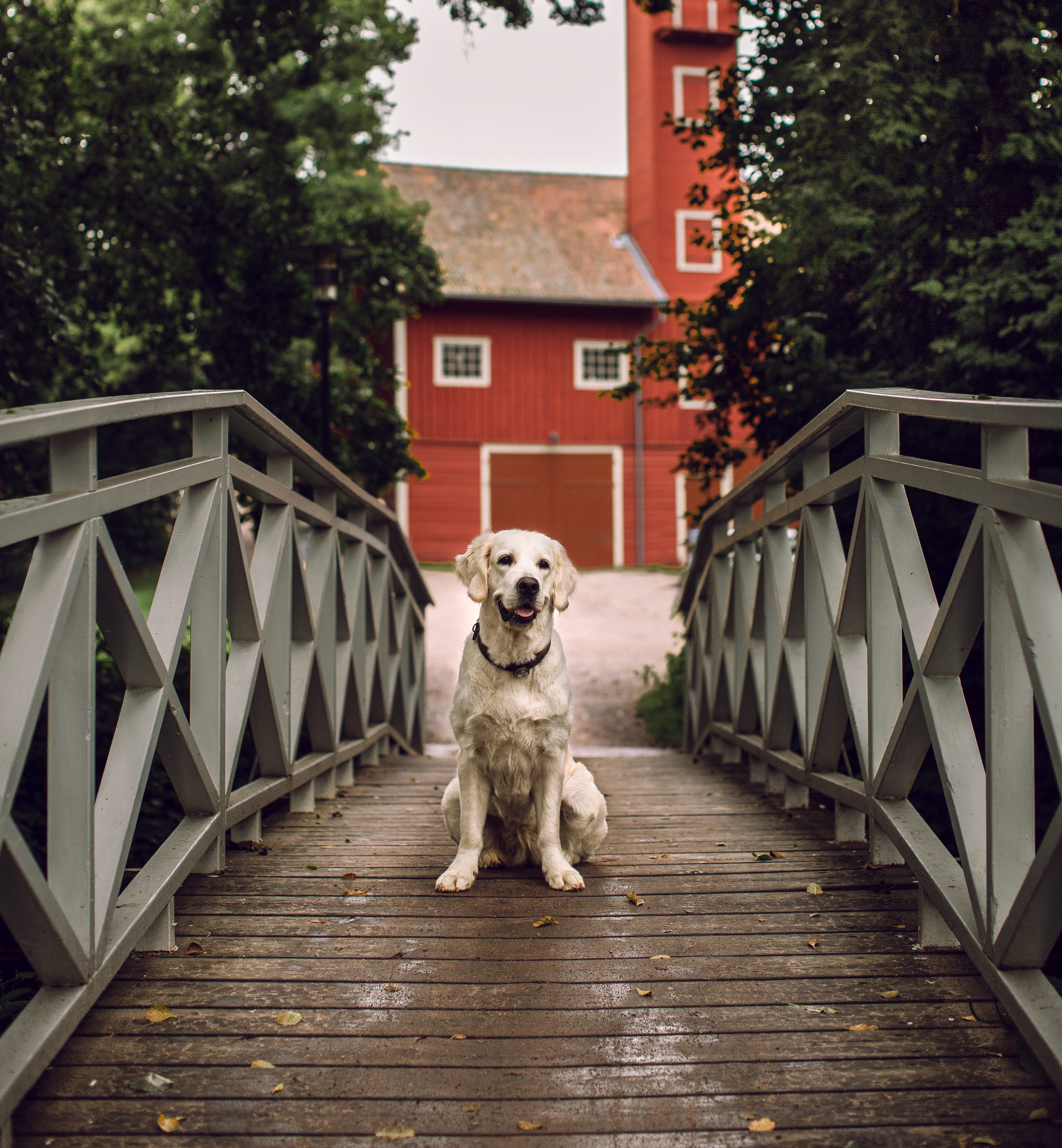 Hund på bro i Hjo. 