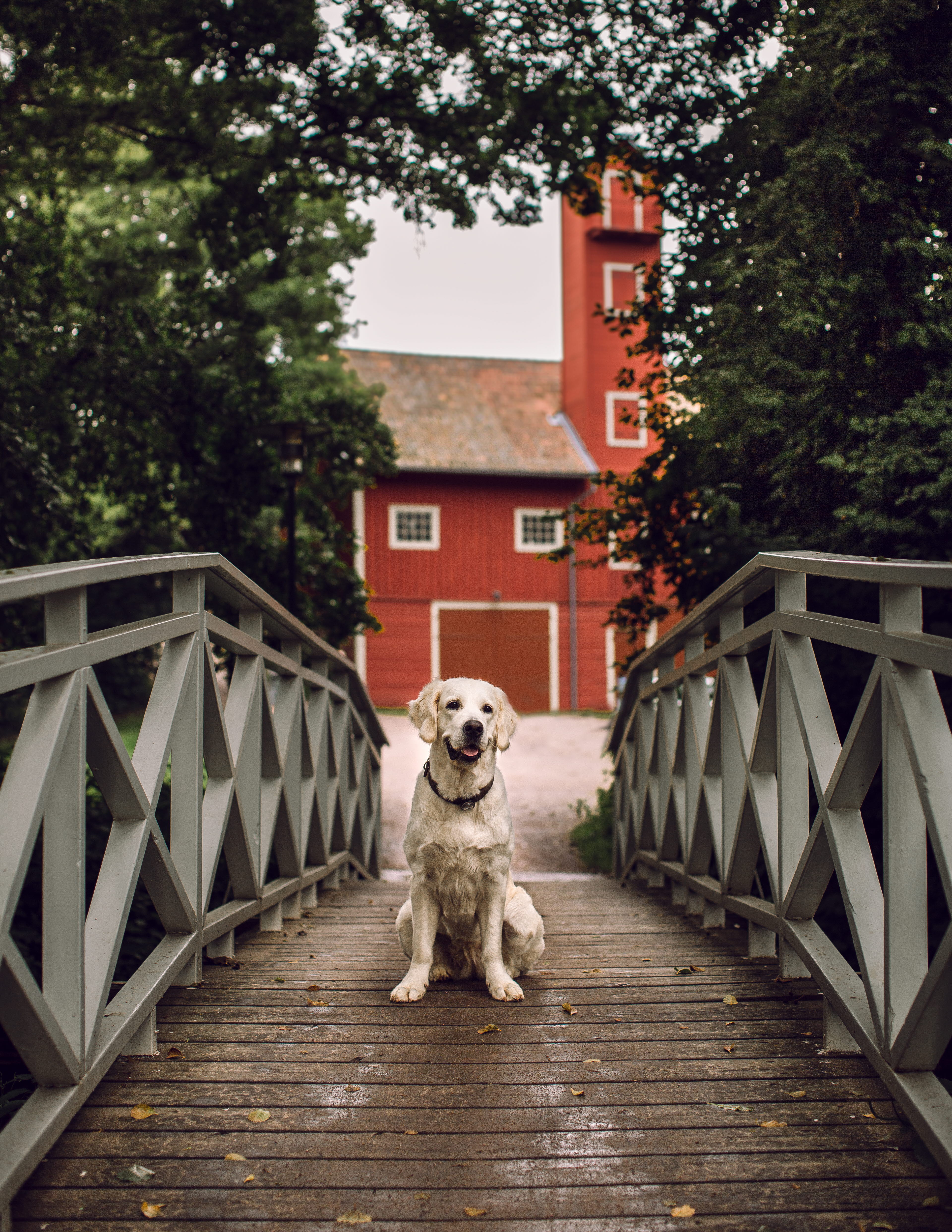 Hund på bro i Hjo. 
