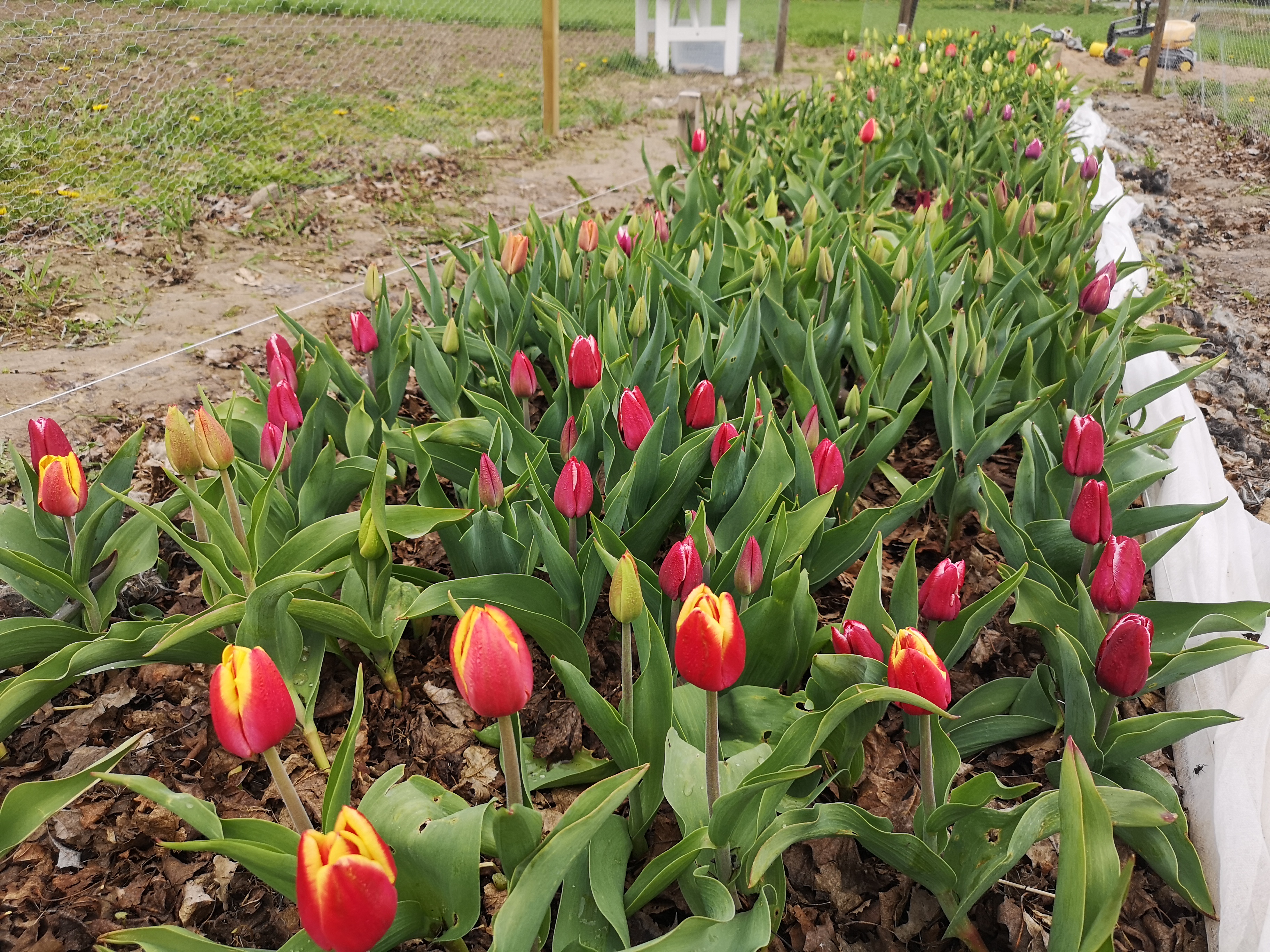 Mofalla Lantgård, Hjo.