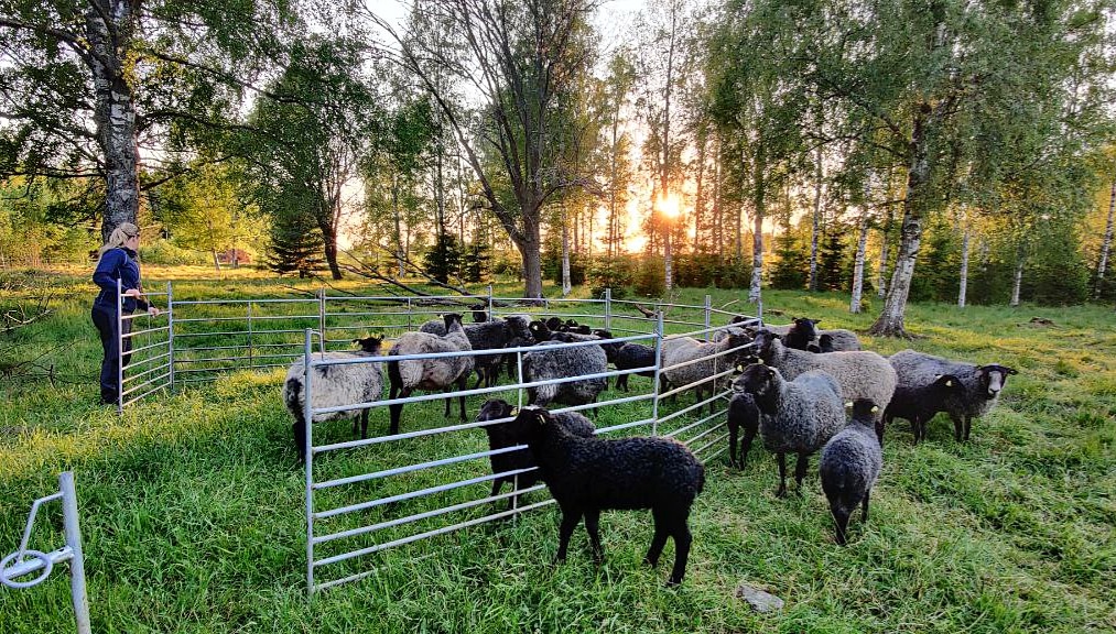 Mofalla Lantgård, Hjo.