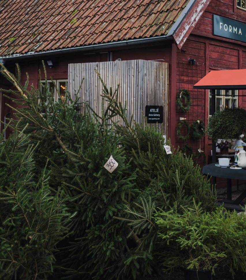 Flera julgranar ligger mot varandra vid ett rött hus. 